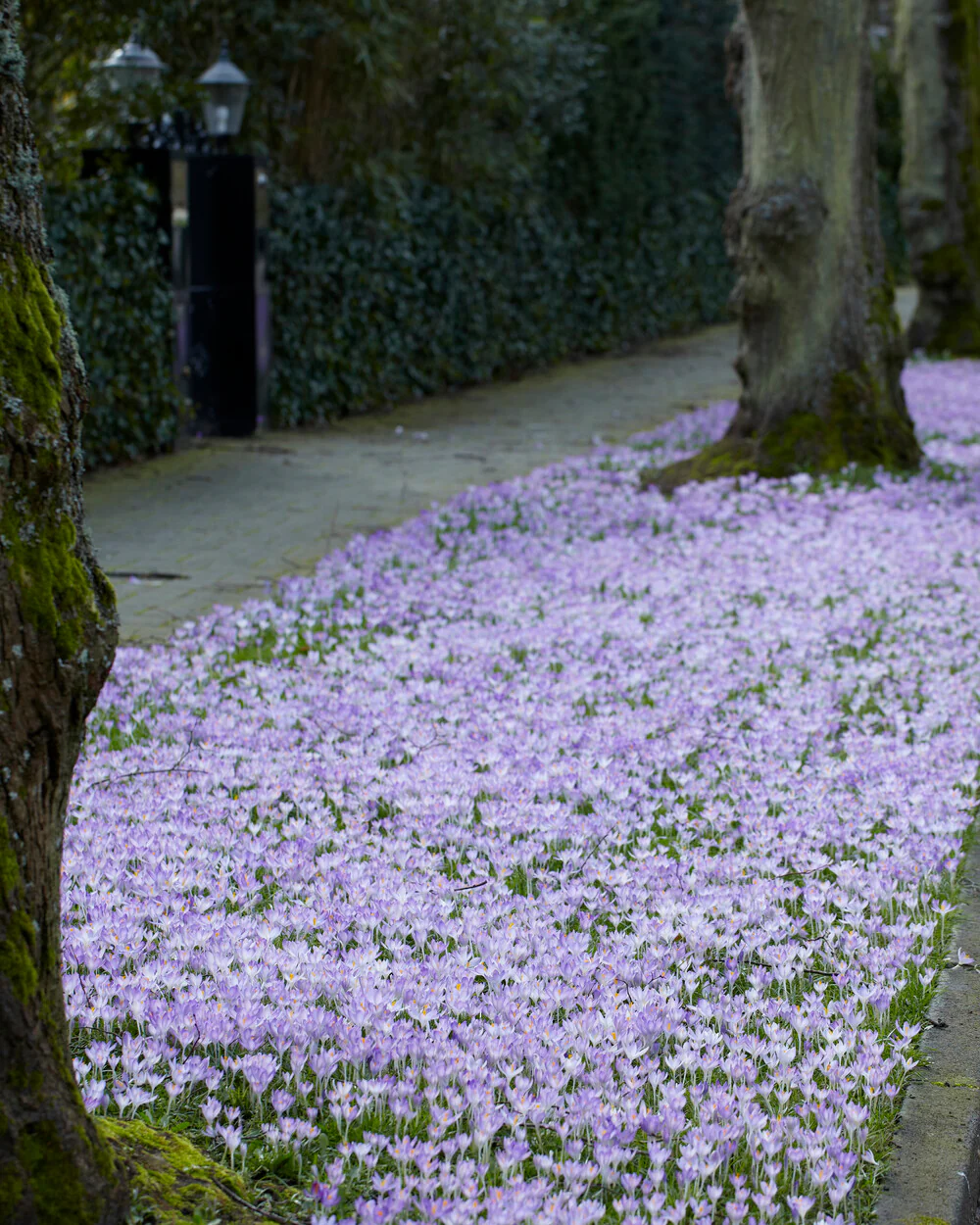 Crocus tommasinianus - Image 3