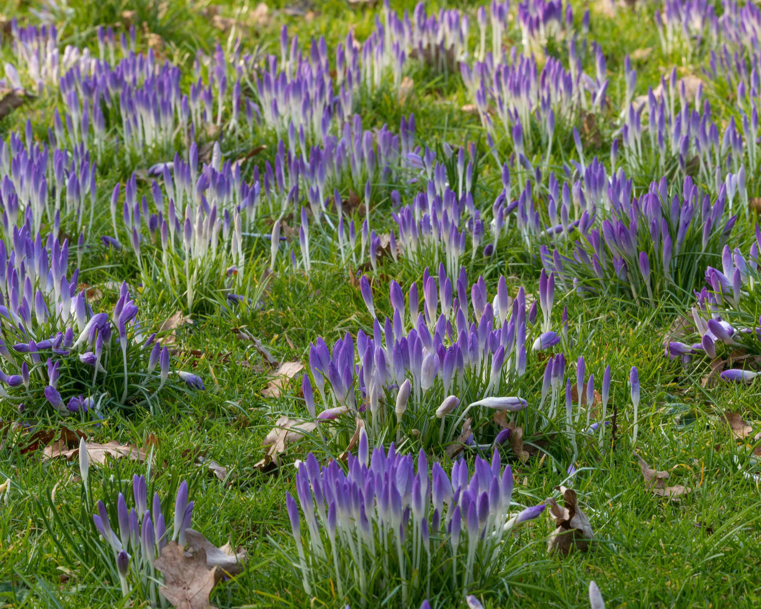 Crocus tommasinianus - Image 8