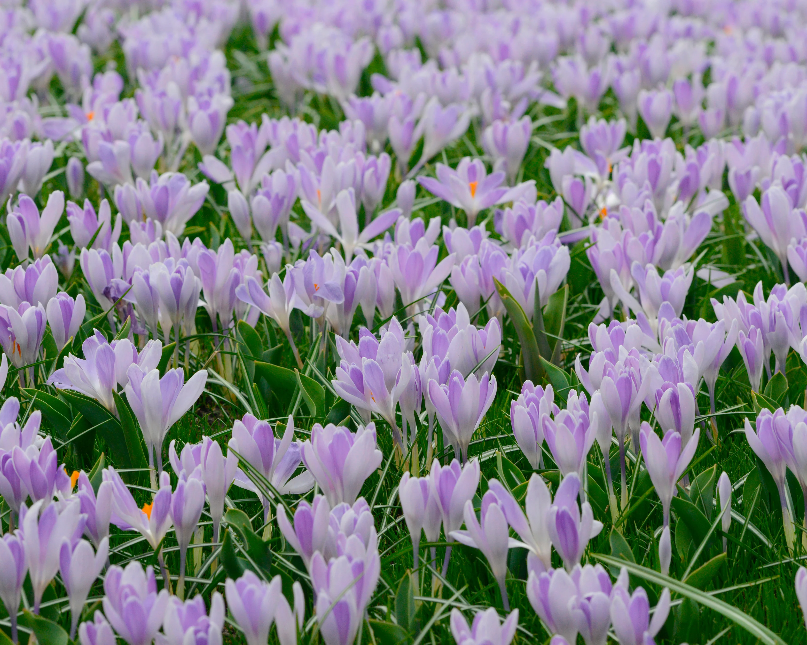 Crocus 'Vanguard' - Image 10