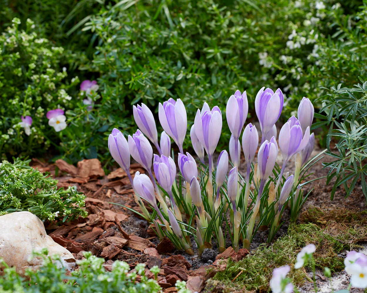 Crocus 'Vanguard' - Image 11