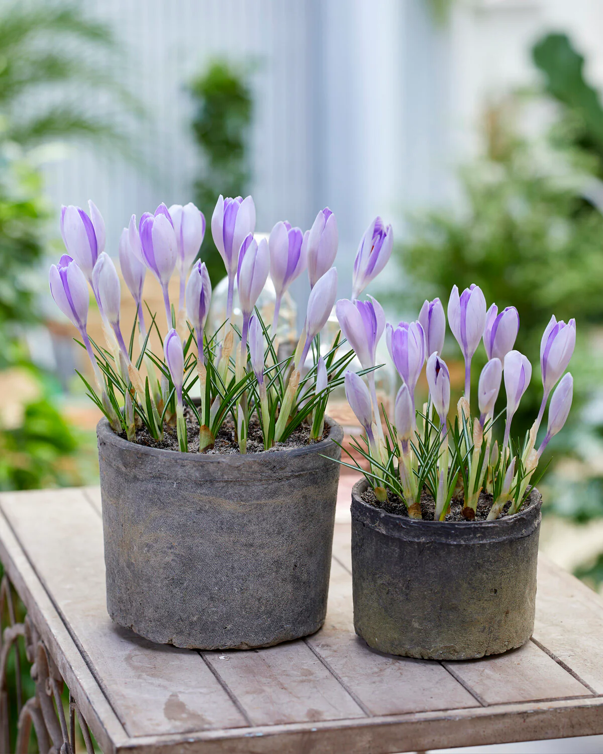 Crocus 'Vanguard' - Image 4