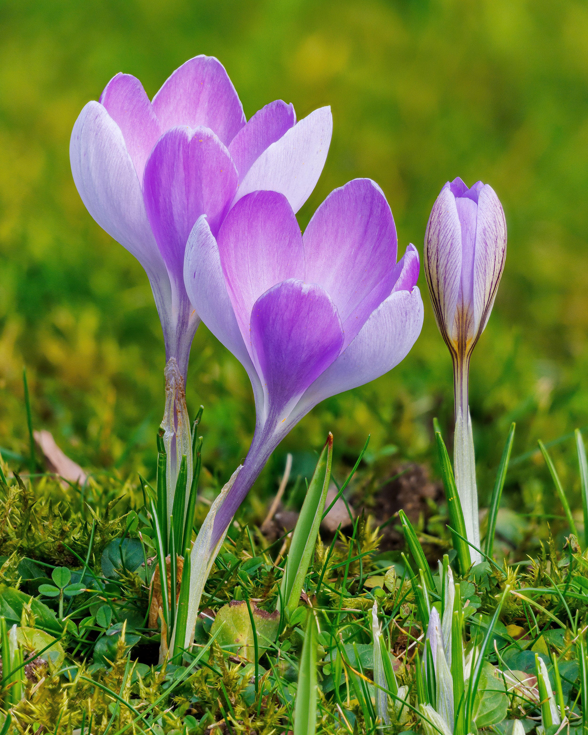 Crocus 'Vanguard' - Image 6