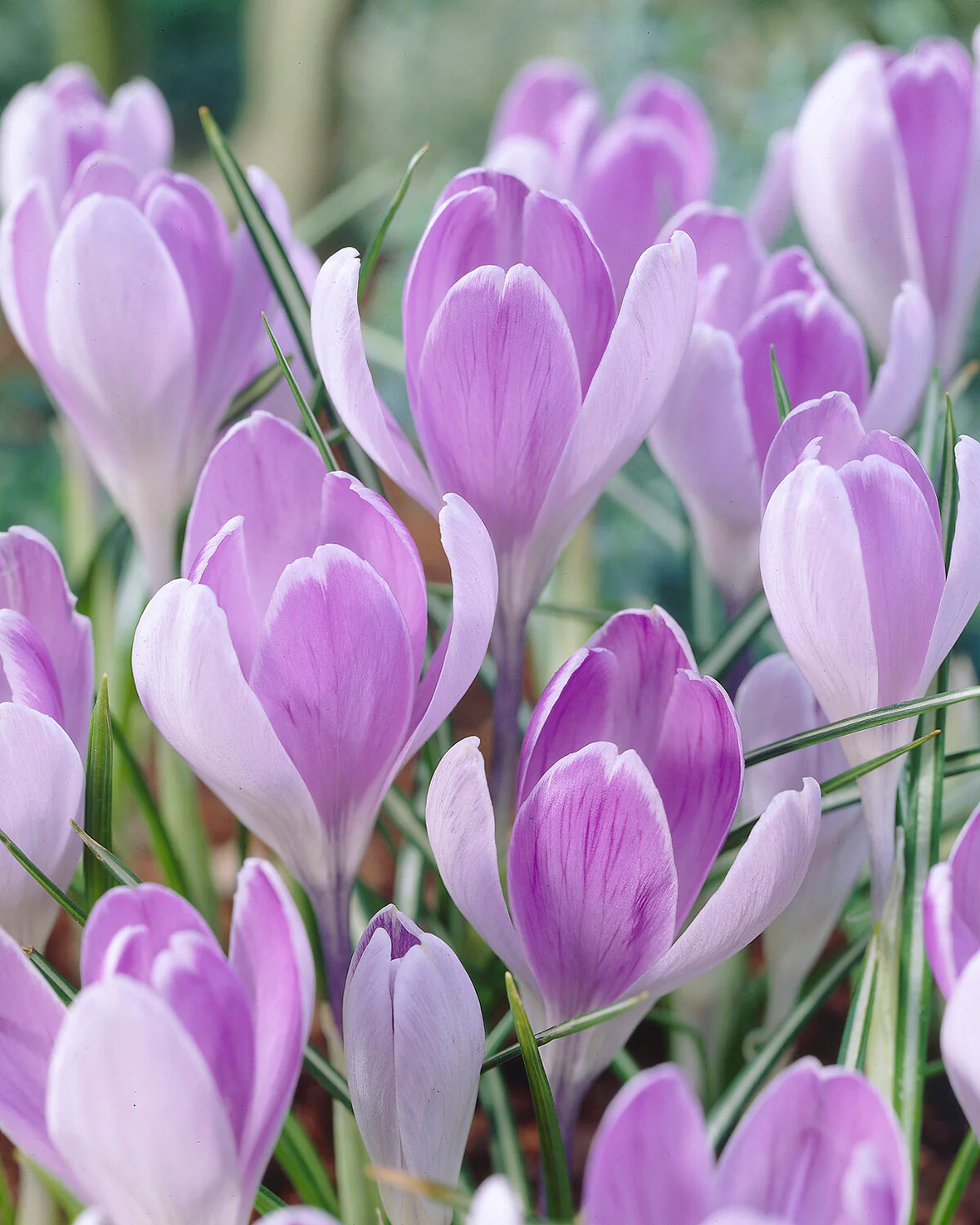 Crocus 'Vanguard' - Image 8