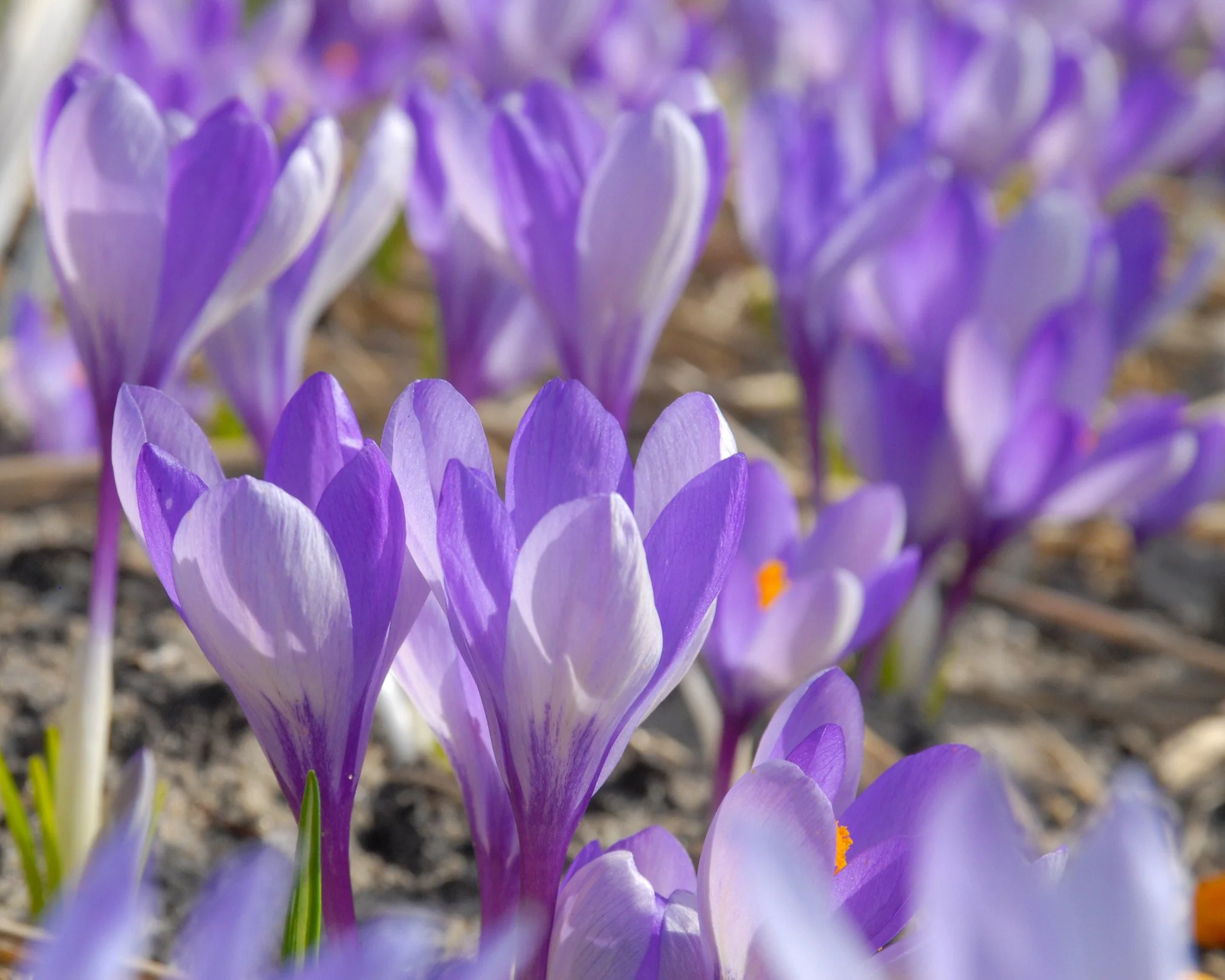 Crocus 'Yalta' - Image 4