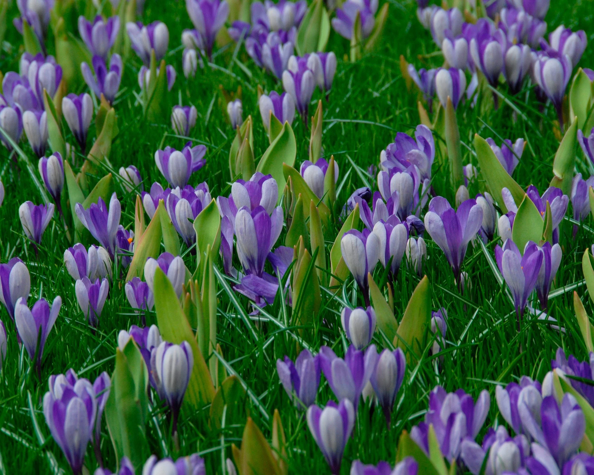 Crocus 'Yalta' - Image 6