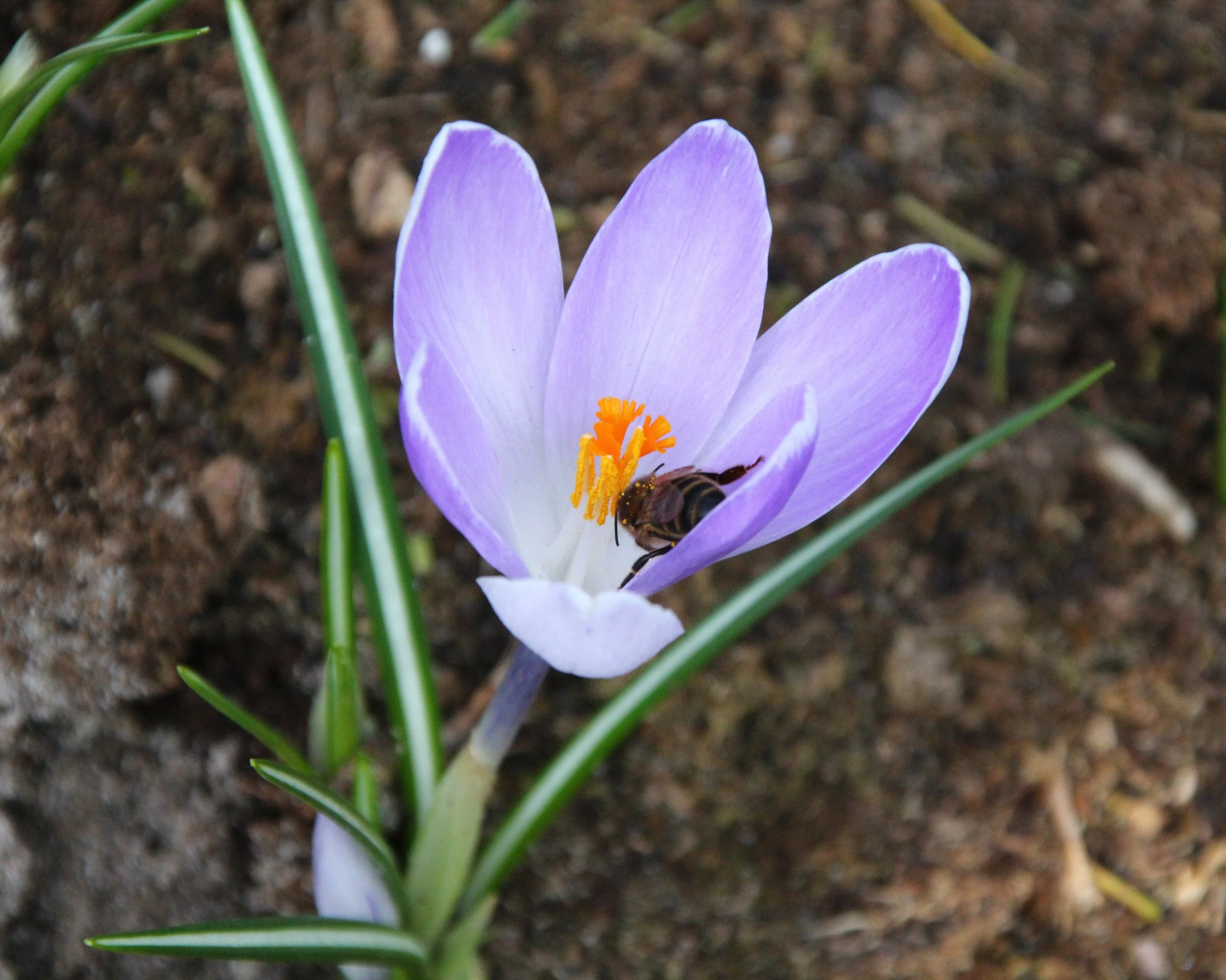 Crocus 'Yalta' - Image 7
