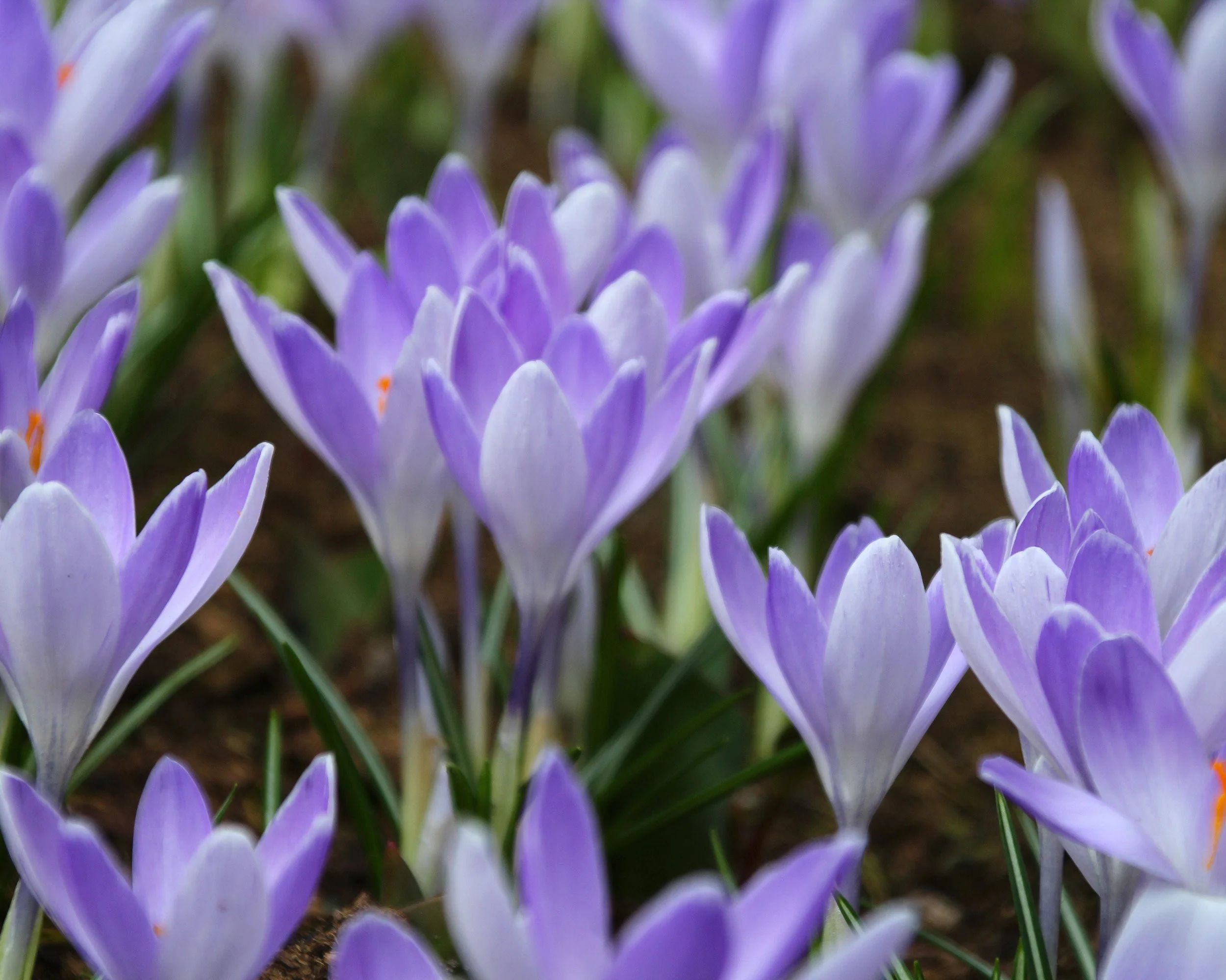 Crocus 'Yalta' - Image 8