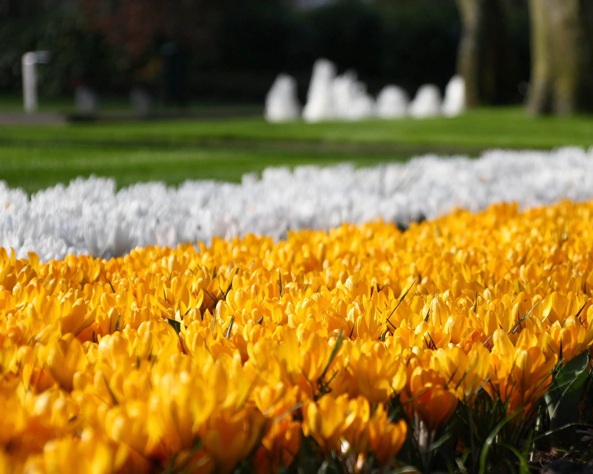 Crocus 'Yellow' - Image 3