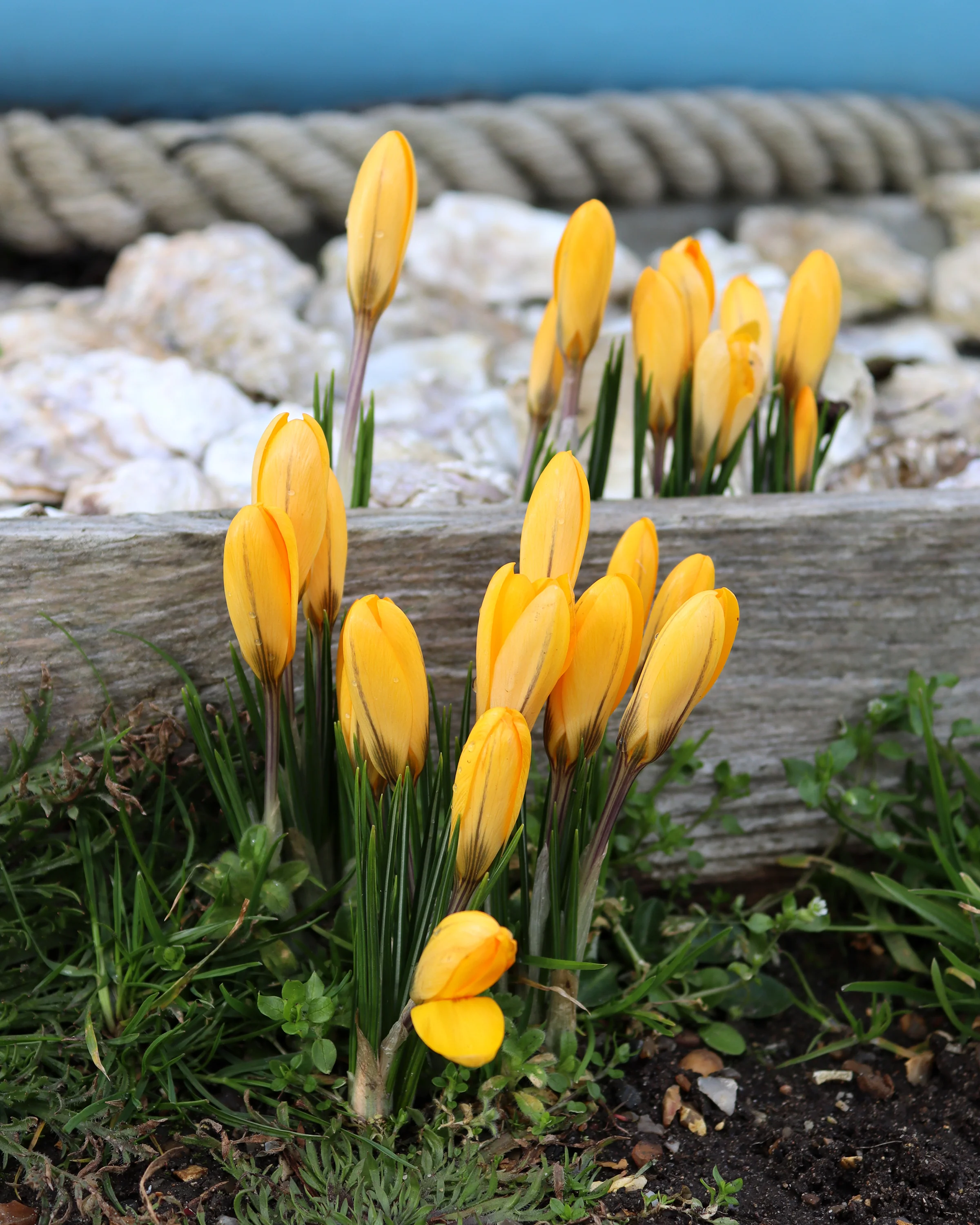 Crocus 'Yellow' - Image 6