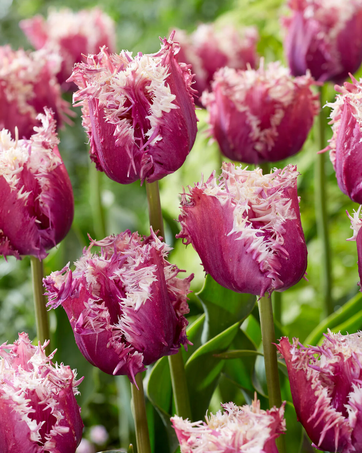 Tulip 'Crunchy Cummins' - Image 2