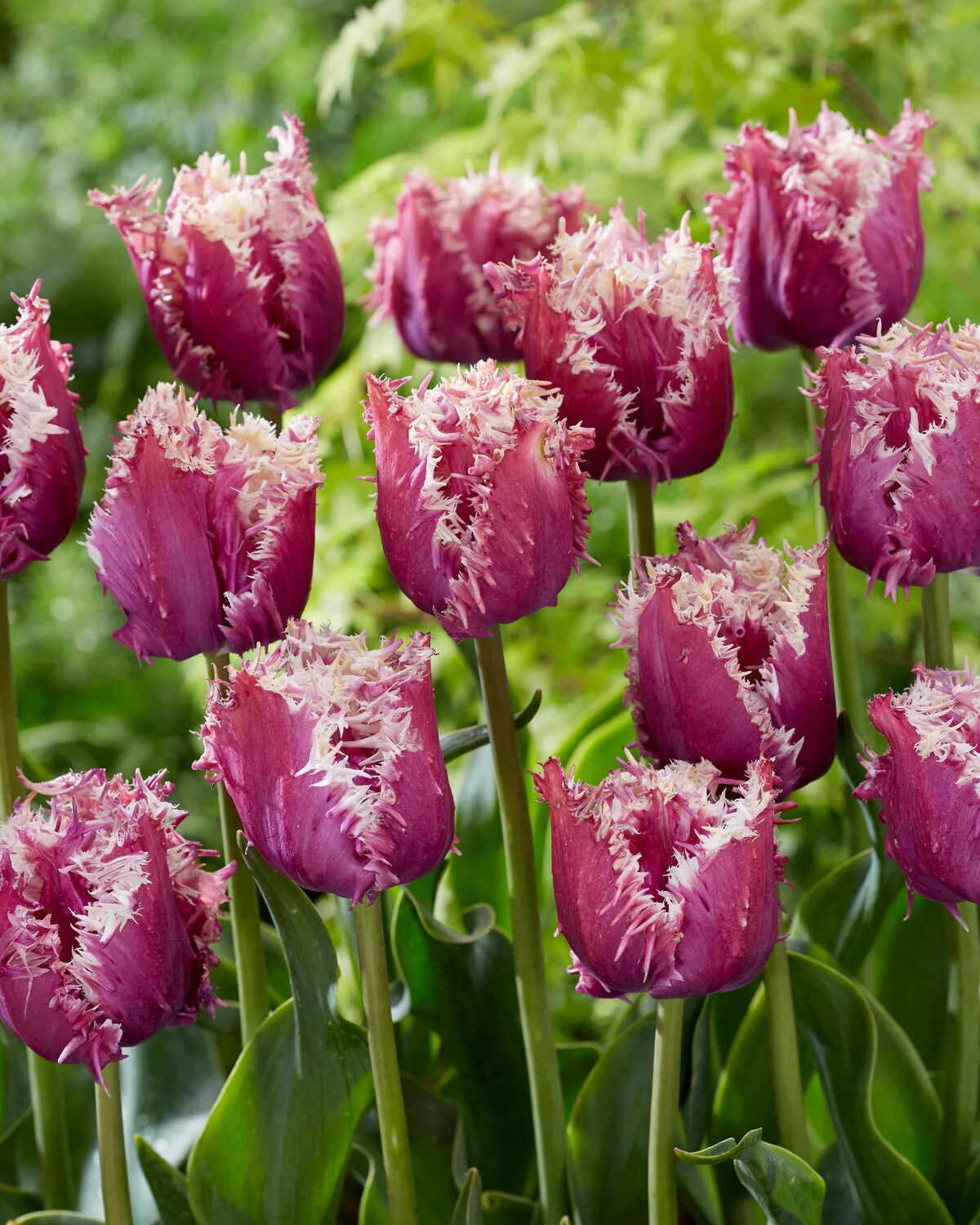 Tulip 'Crunchy Cummins' - Image 3
