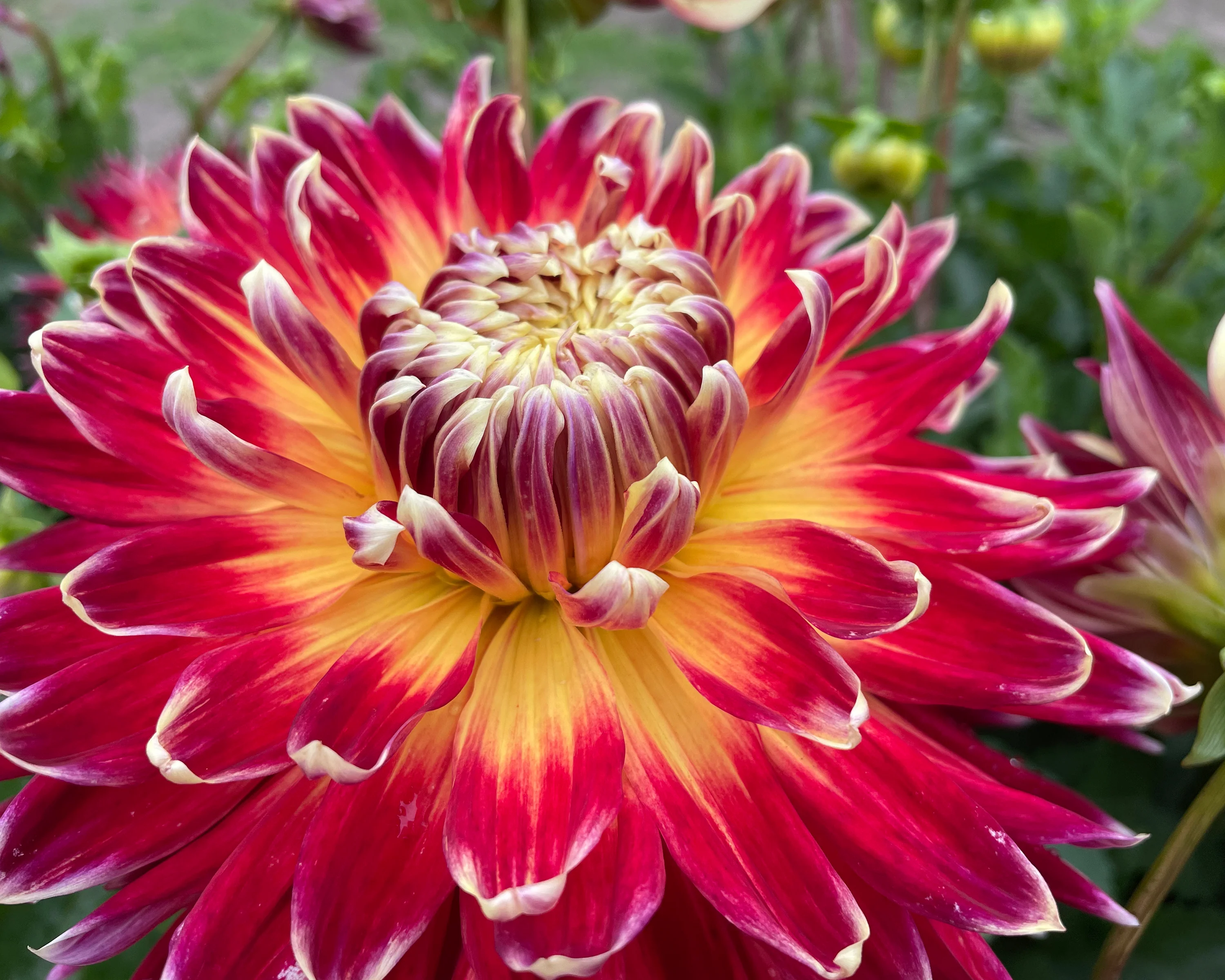 Dahlia 'Akita' - Image 5