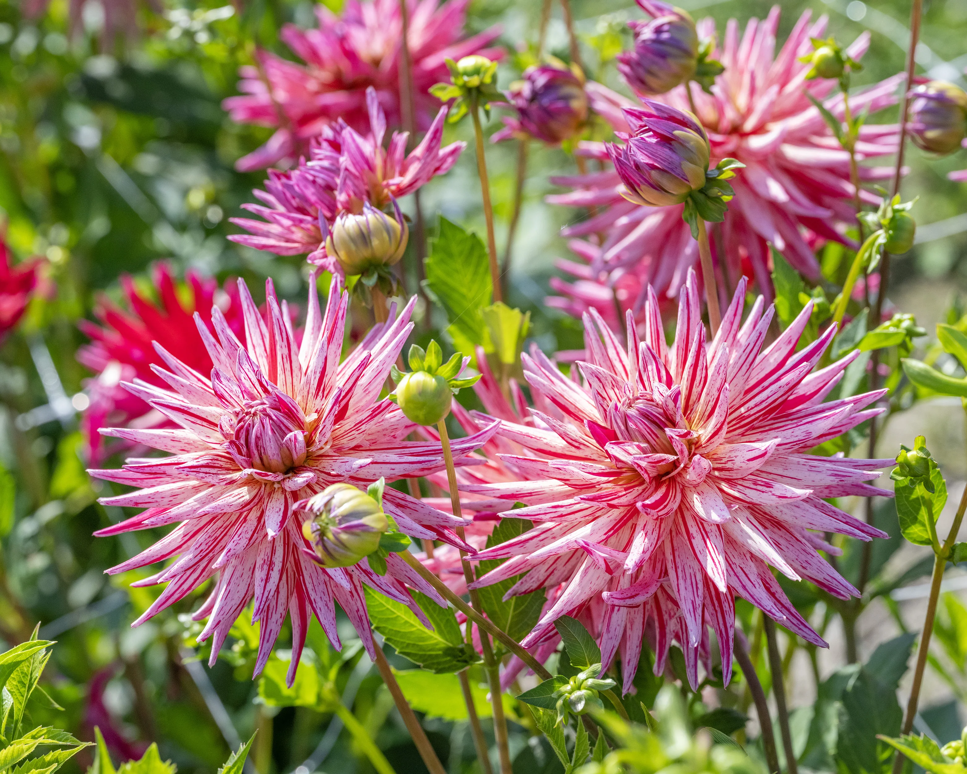 Dahlia 'Alain Mimoun' - Image 2