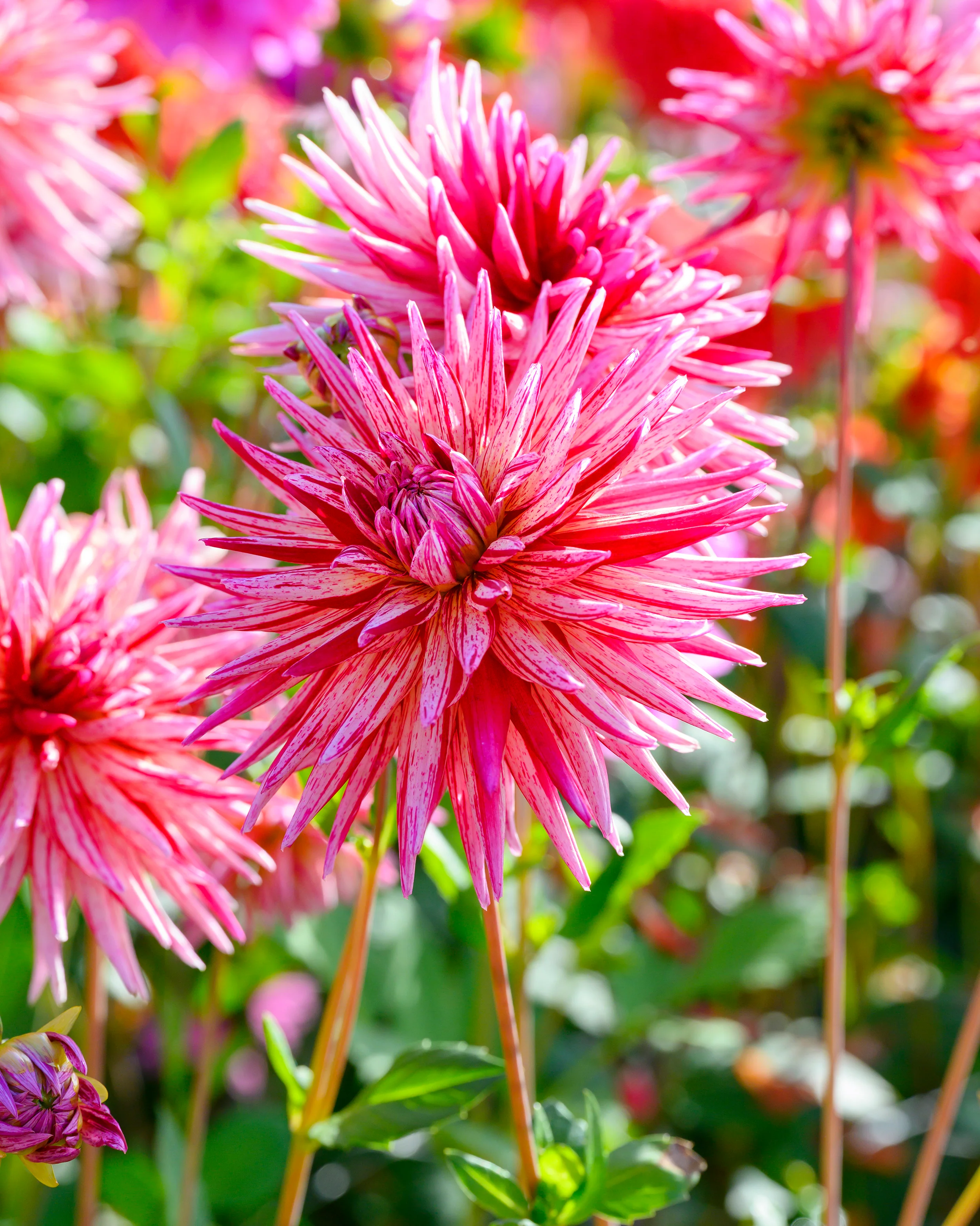 Dahlia 'Alain Mimoun' - Image 6