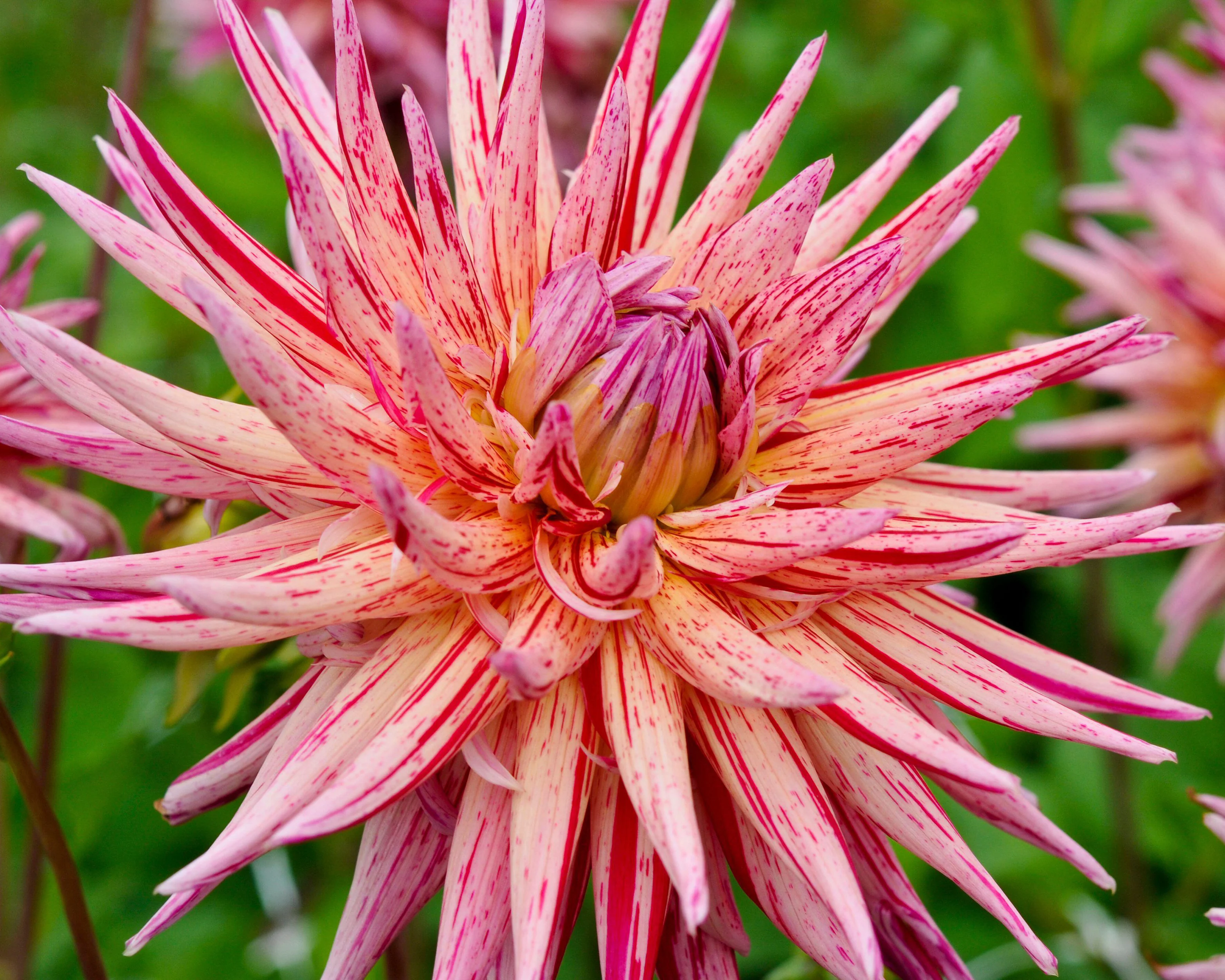 Dahlia 'Alain Mimoun' - Image 8