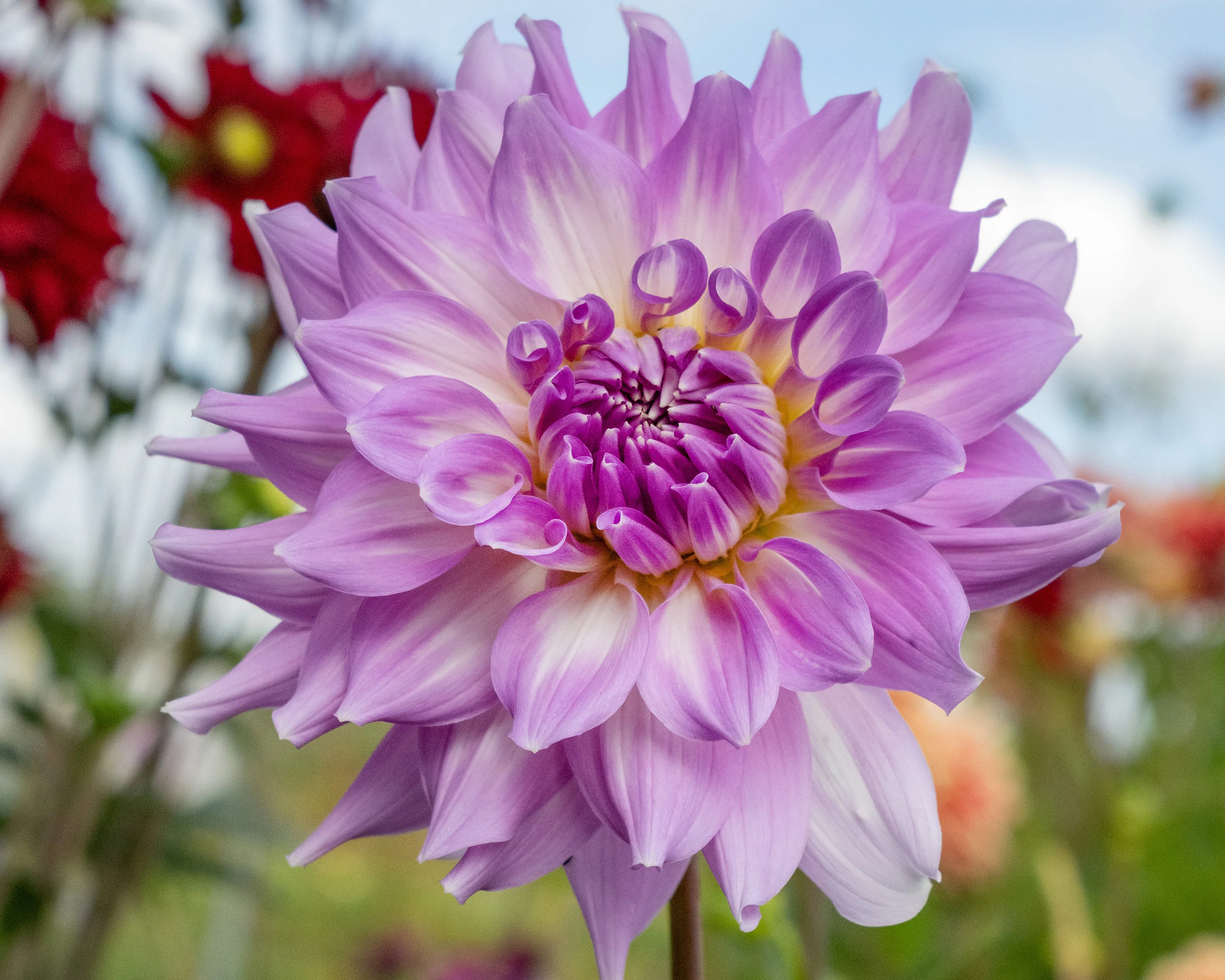 Dahlia 'Almand's Joy' - Image 2