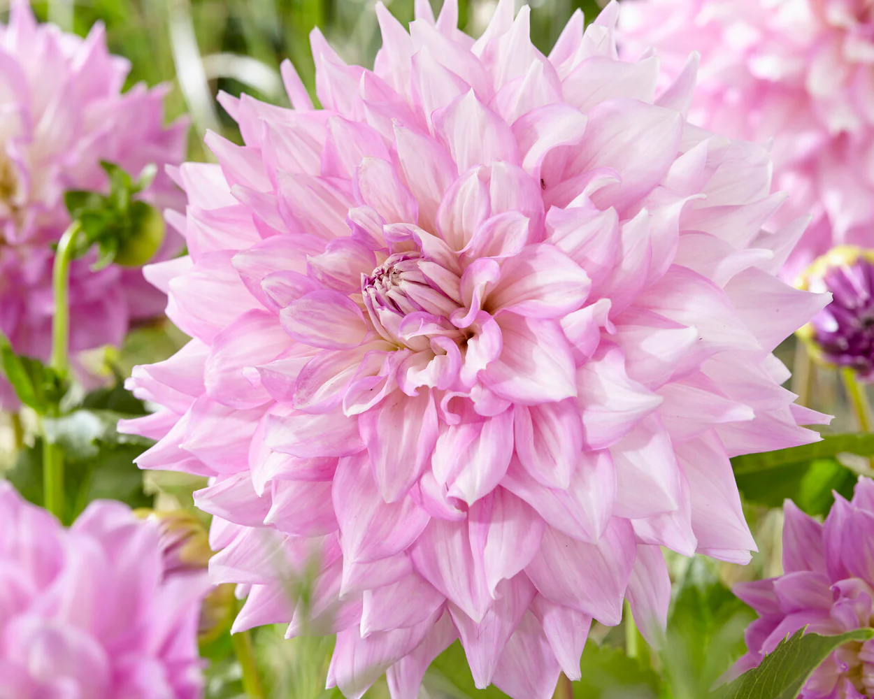 Dahlia 'Almand's Joy' - Image 4