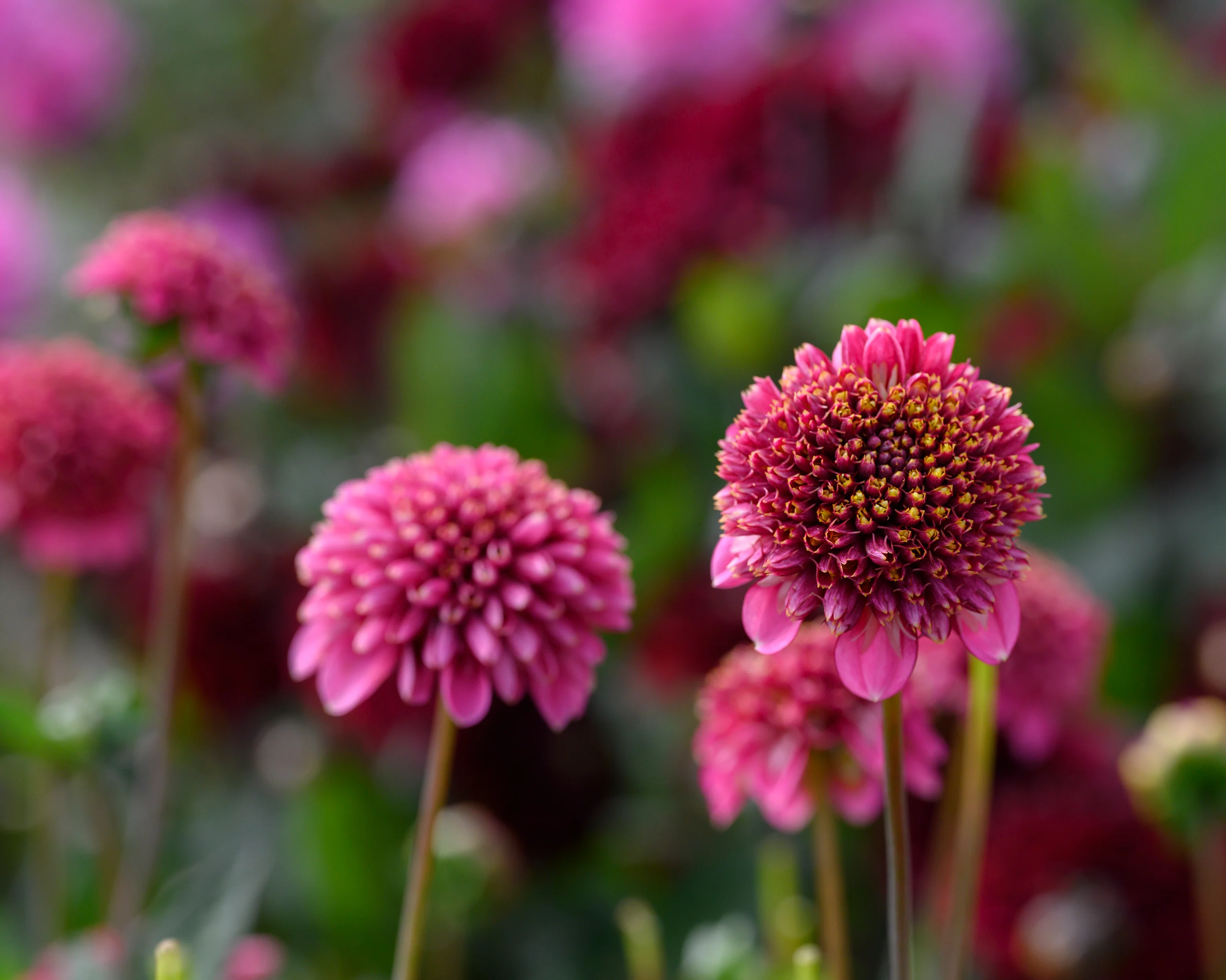 Dahlia 'Alyshia' - Image 3