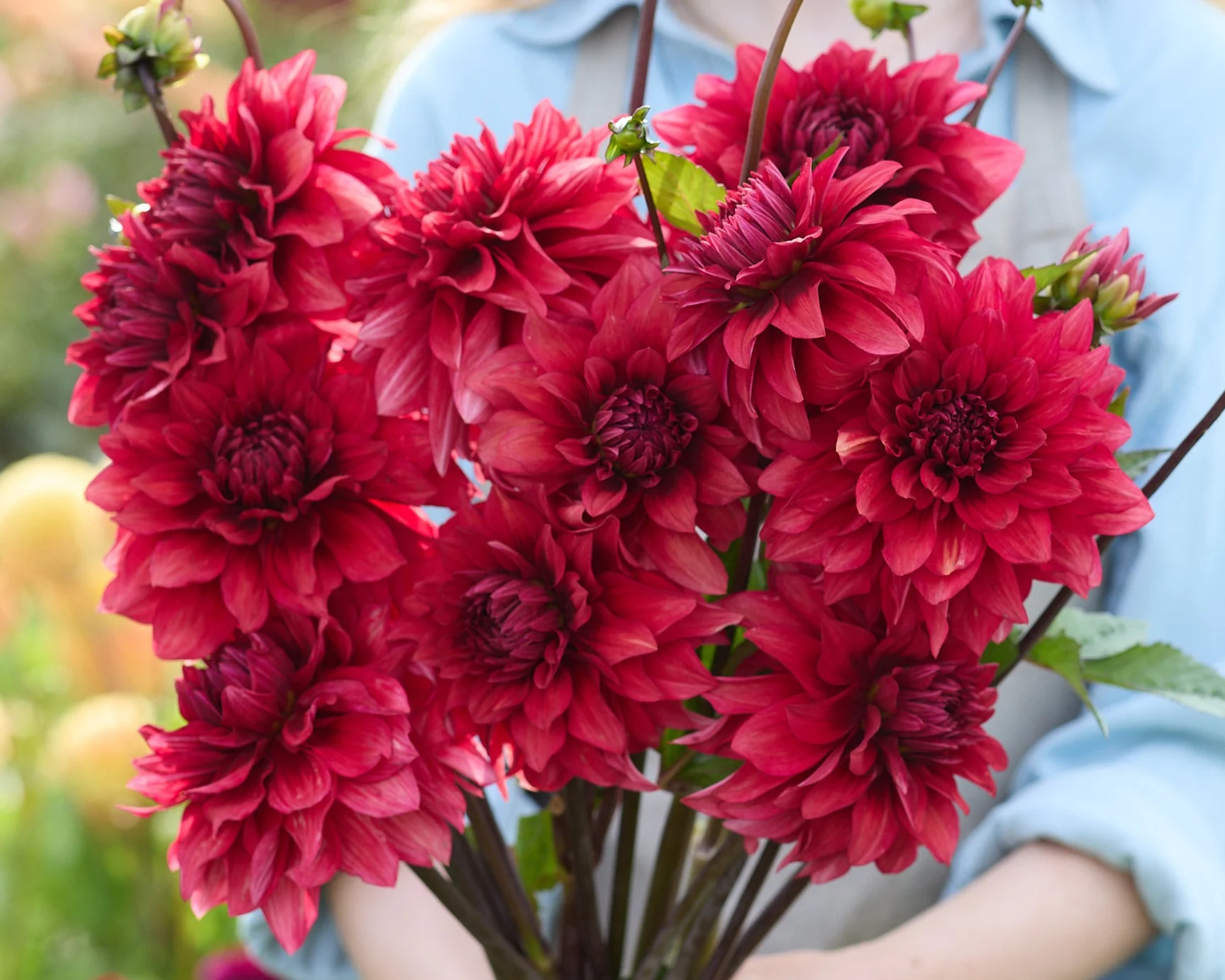 Dahlia 'Amarone' - Image 2