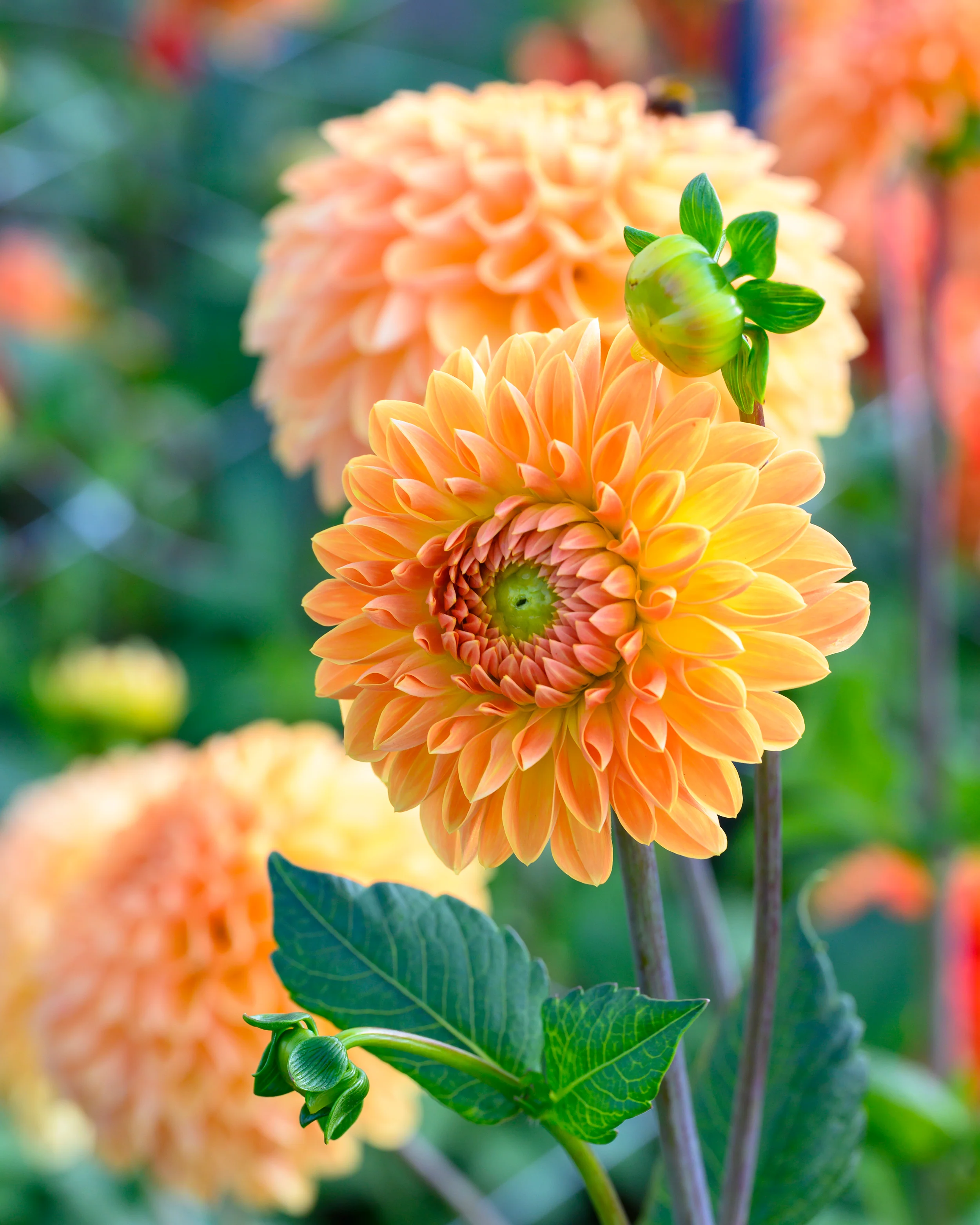 Dahlia 'Amber Crystal' - Image 4