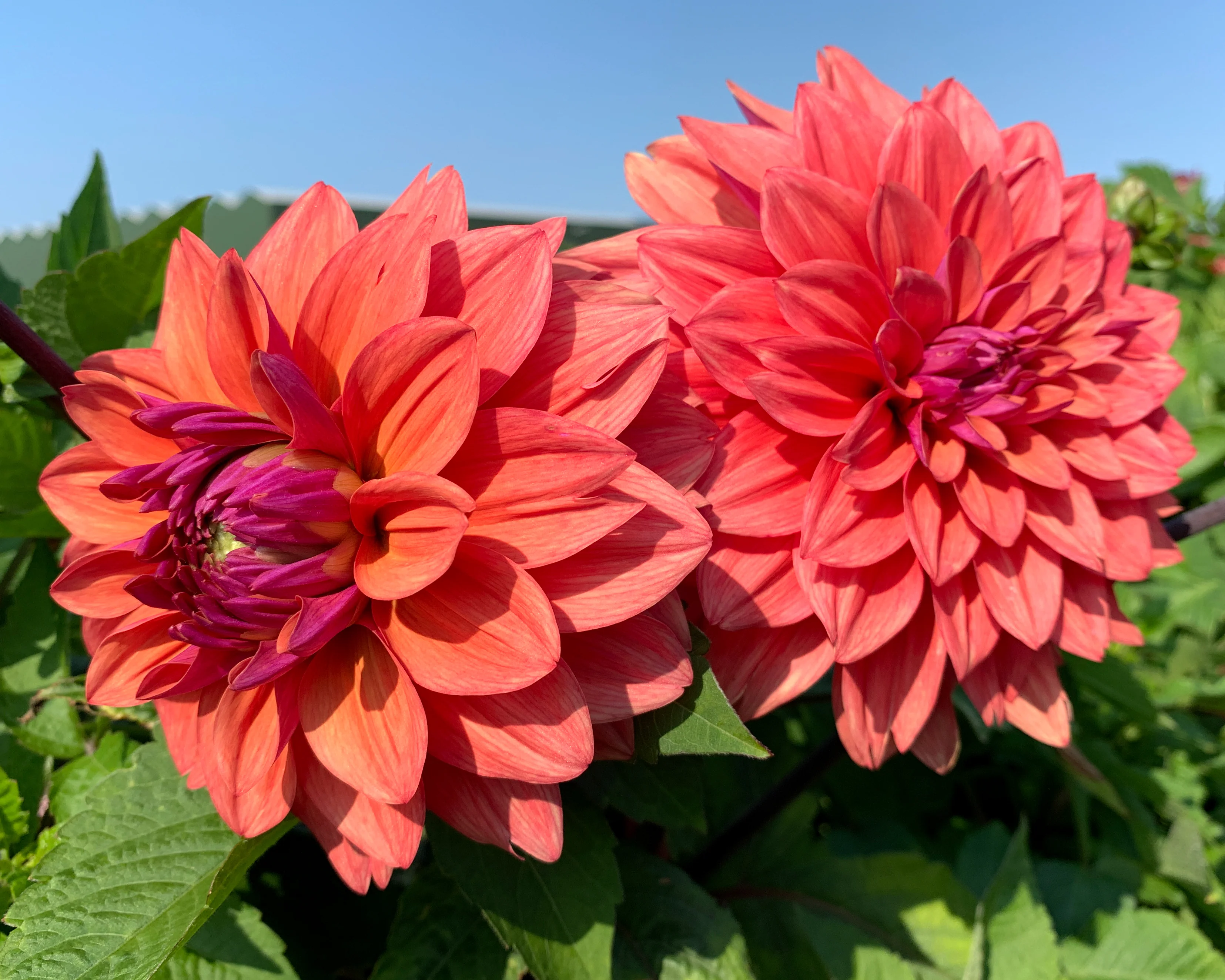 Dahlia 'American Dawn' - Image 3