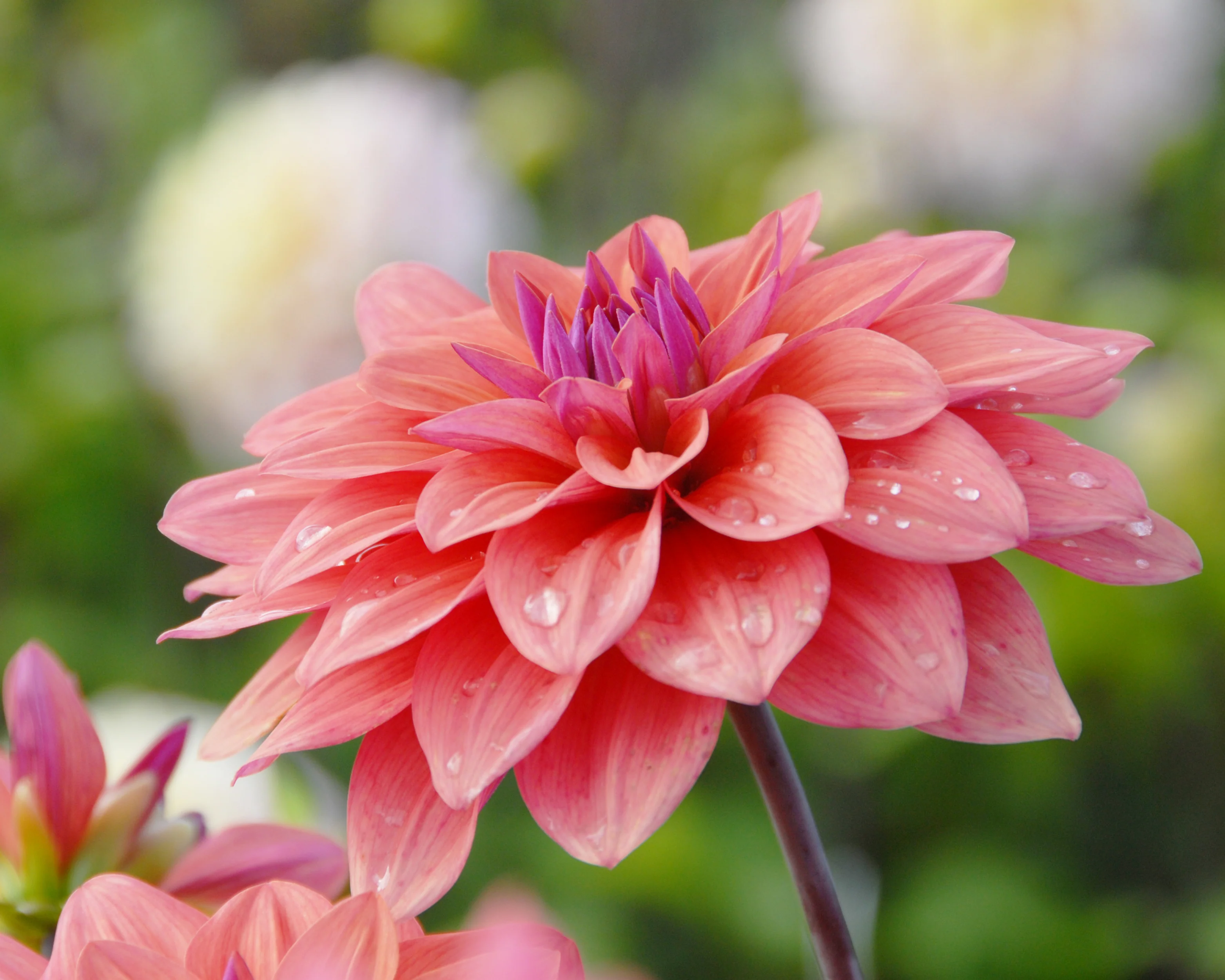 Dahlia 'American Dawn' - Image 4