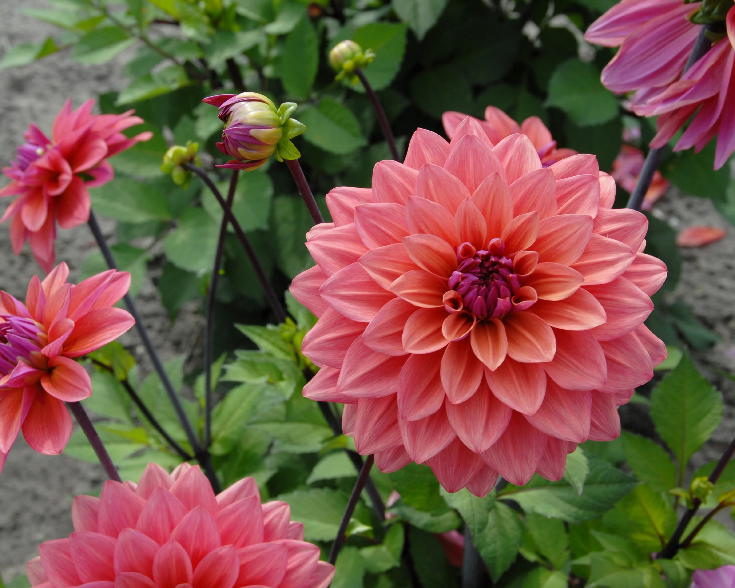 Dahlia 'American Dawn' - Image 5