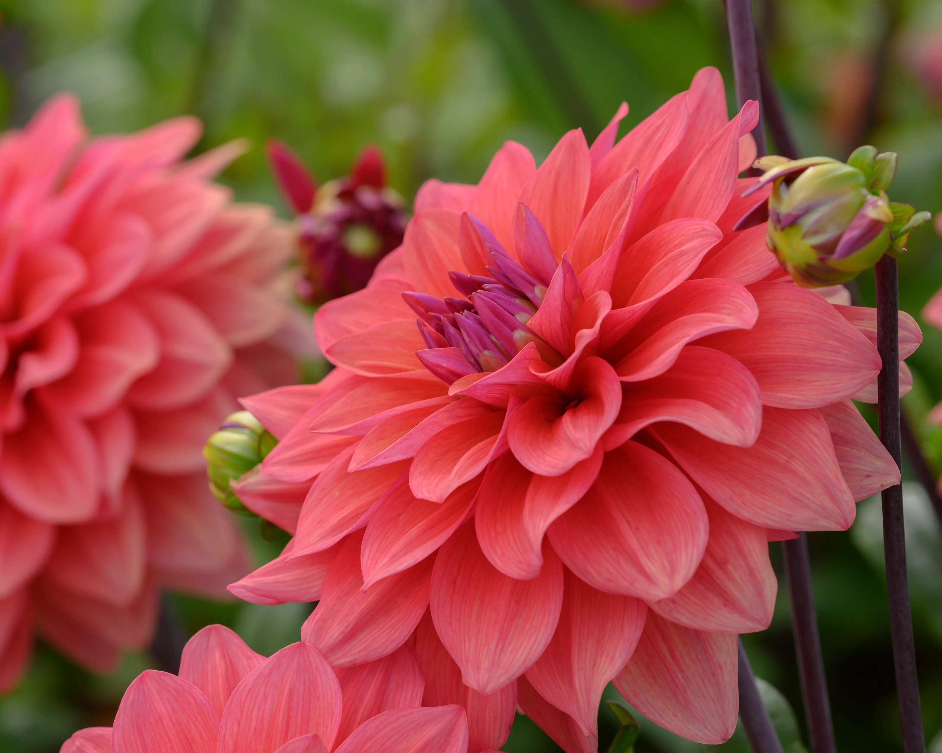 Dahlia 'American Dawn' - Image 6