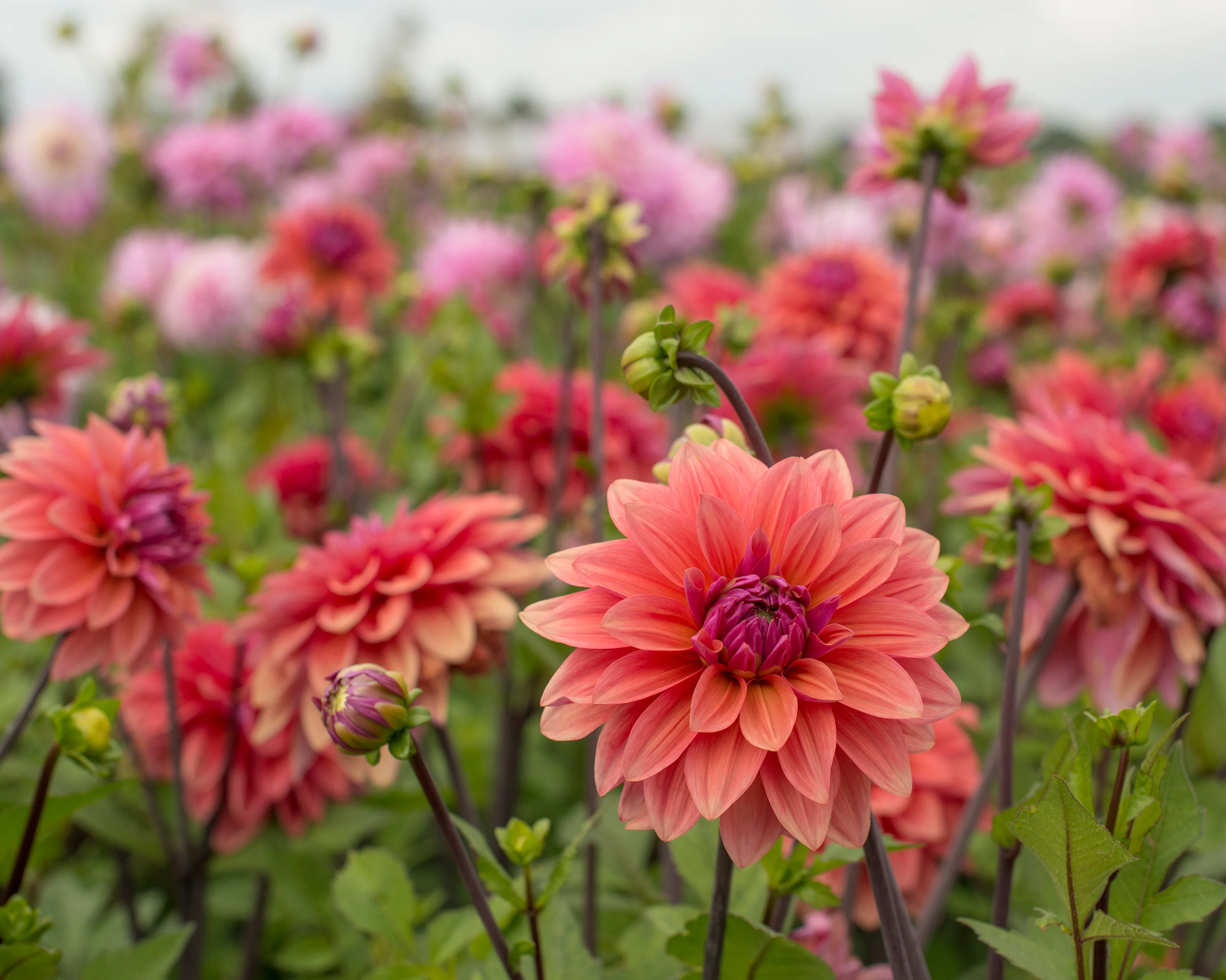 Dahlia 'American Dawn' - Image 7