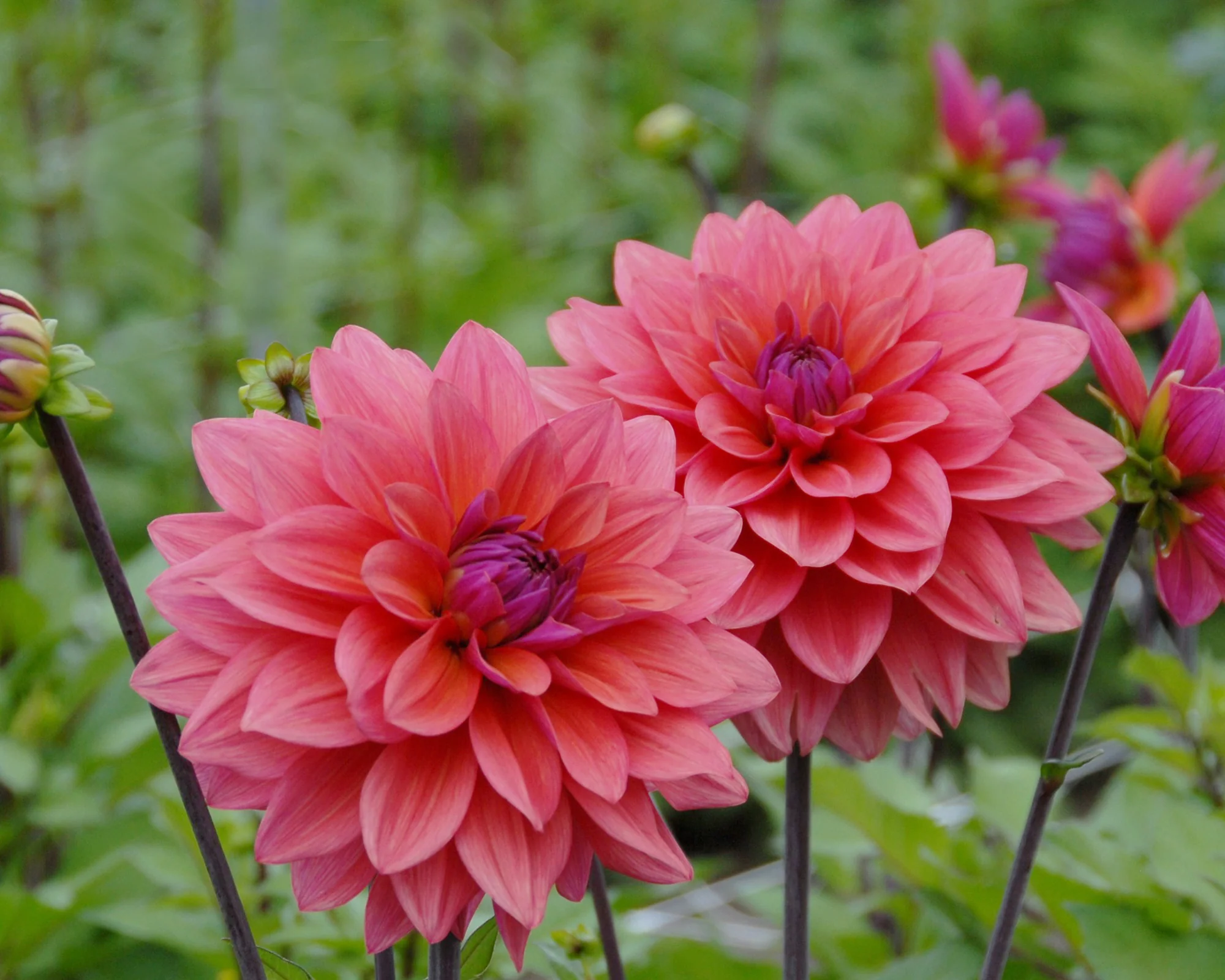 Dahlia 'American Dawn' - Image 8