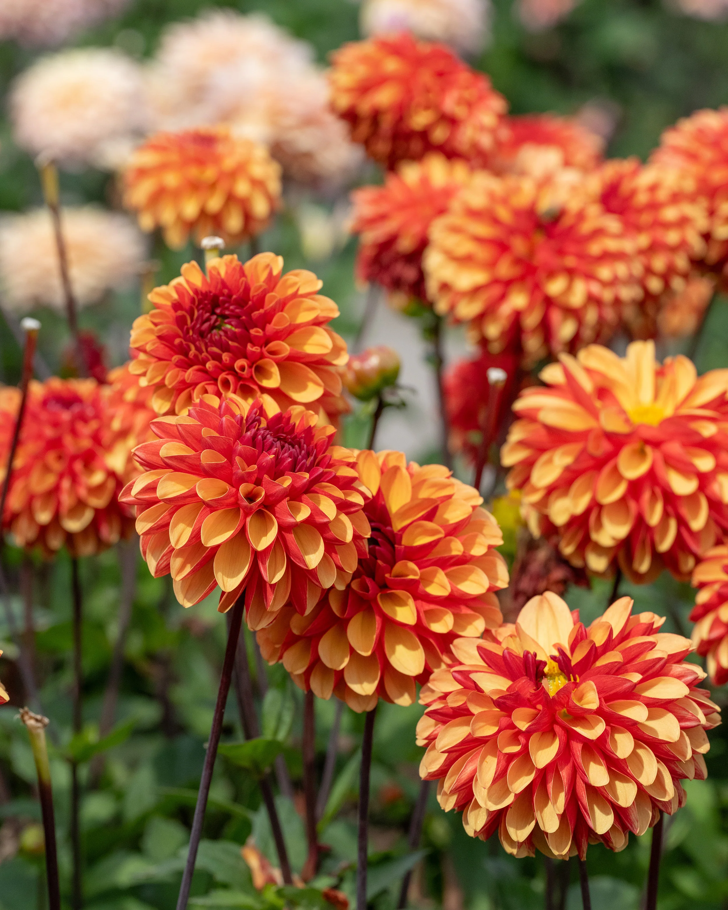 Dahlia 'American Sunset' - Image 2