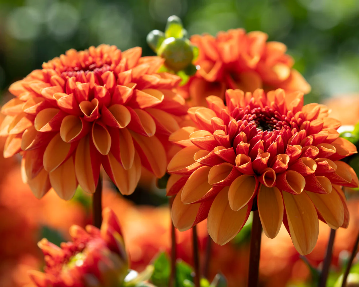 Dahlia 'American Sunset' - Image 4