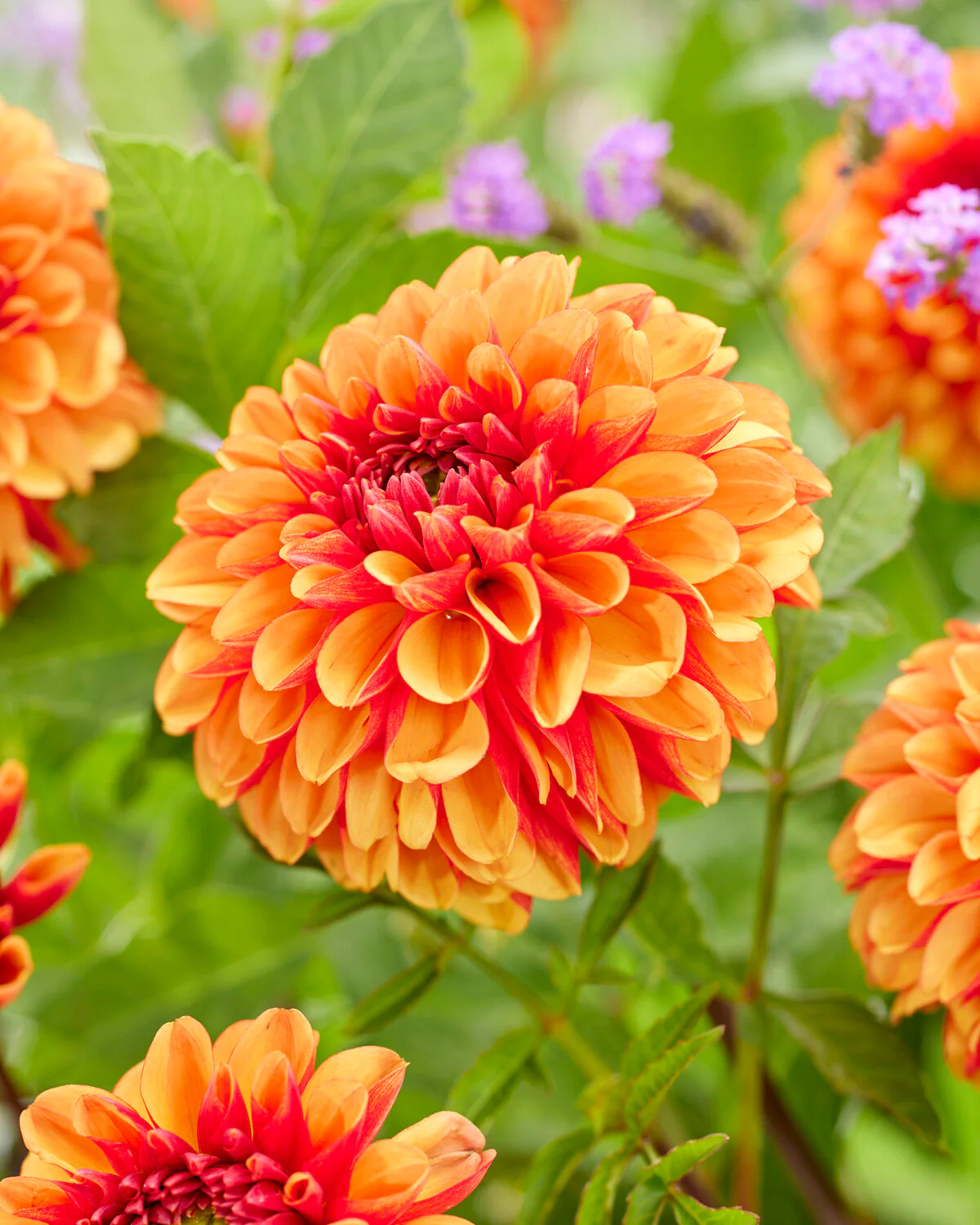 Dahlia 'American Sunset' - Image 8