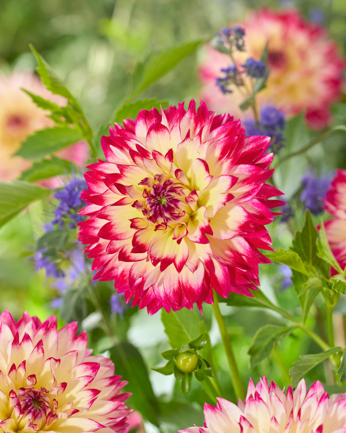 Dahlia 'Aphrodite' - Image 5