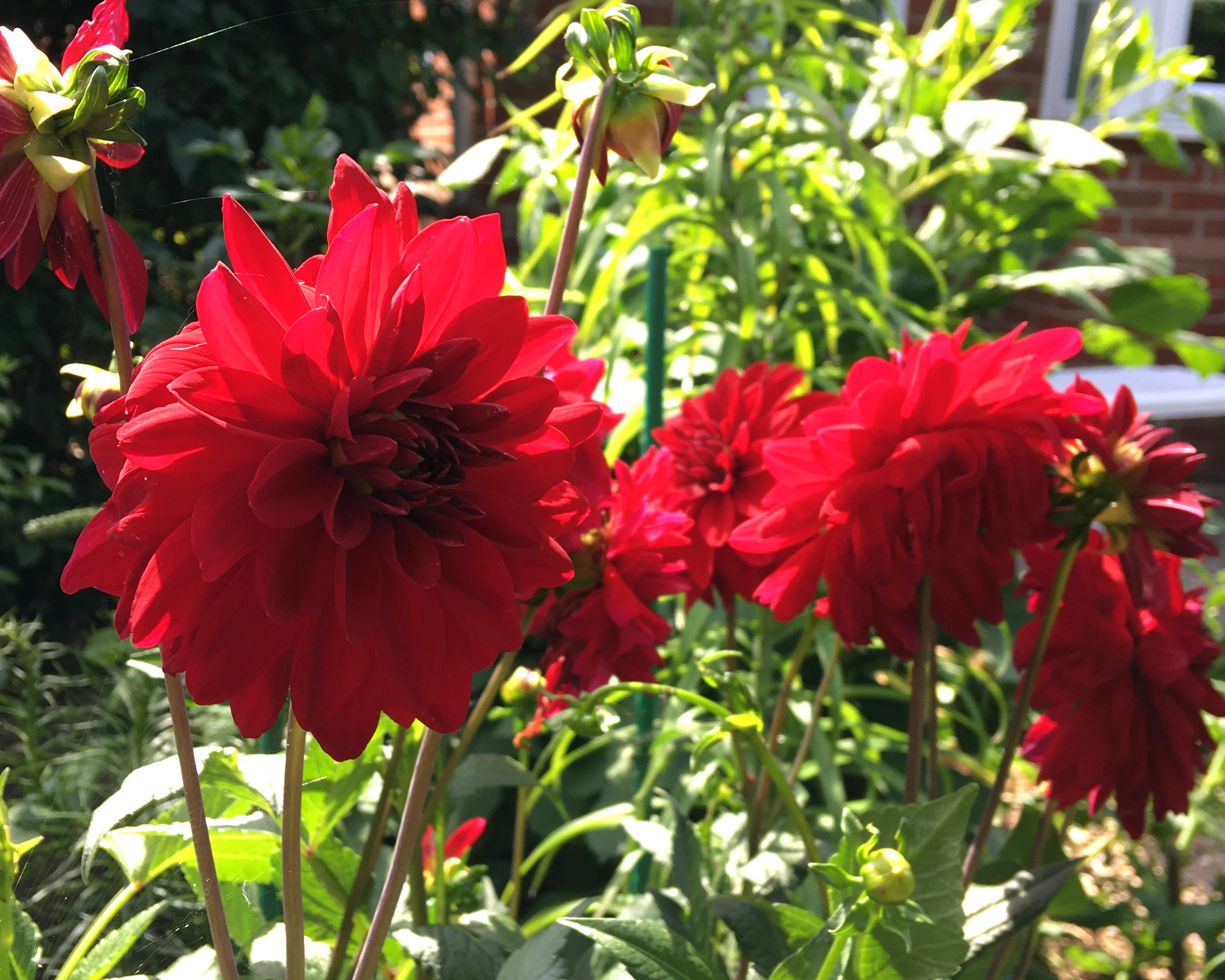Dahlia 'Arabian Night' - Image 4