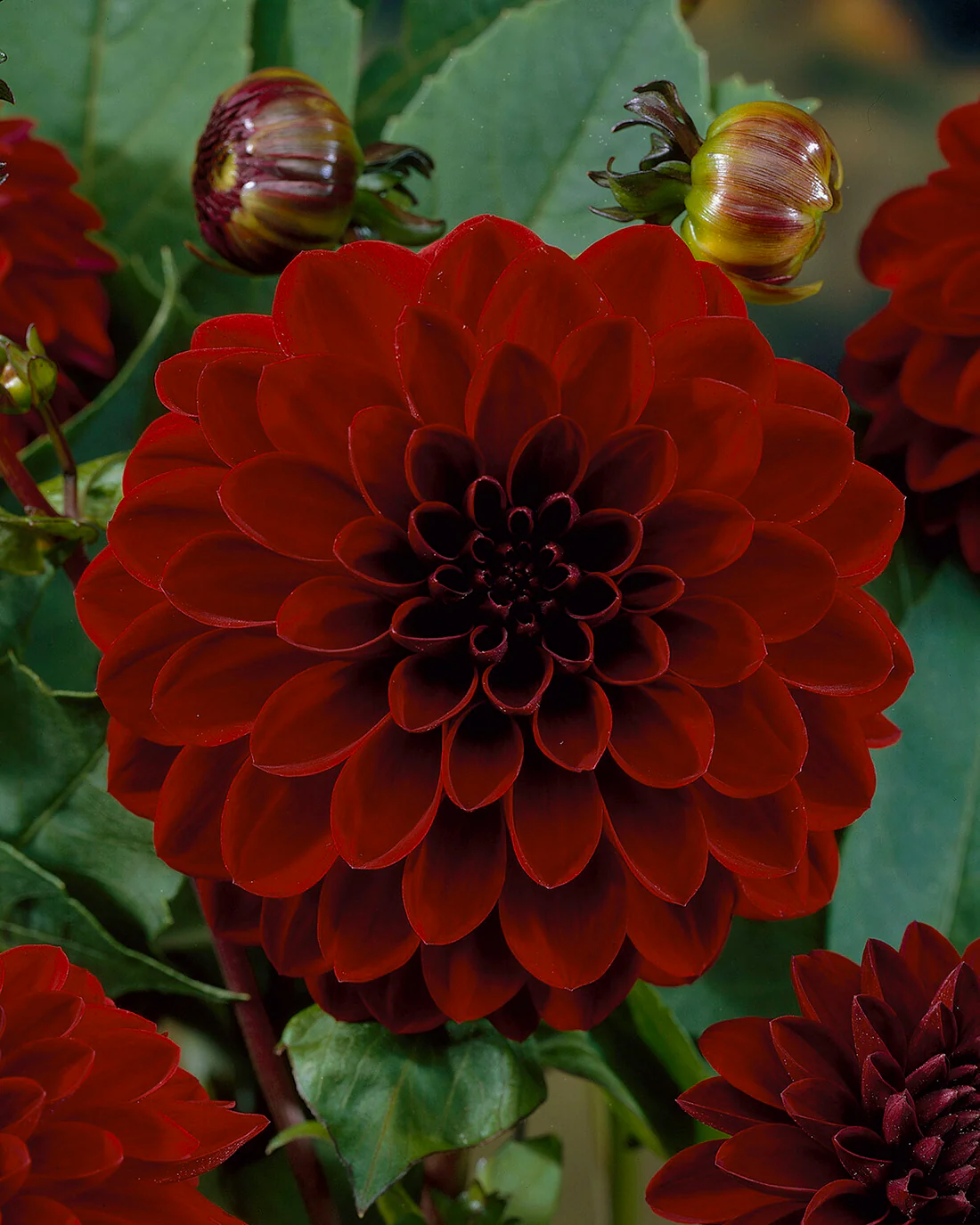 Dahlia 'Night Queen' - Image 3