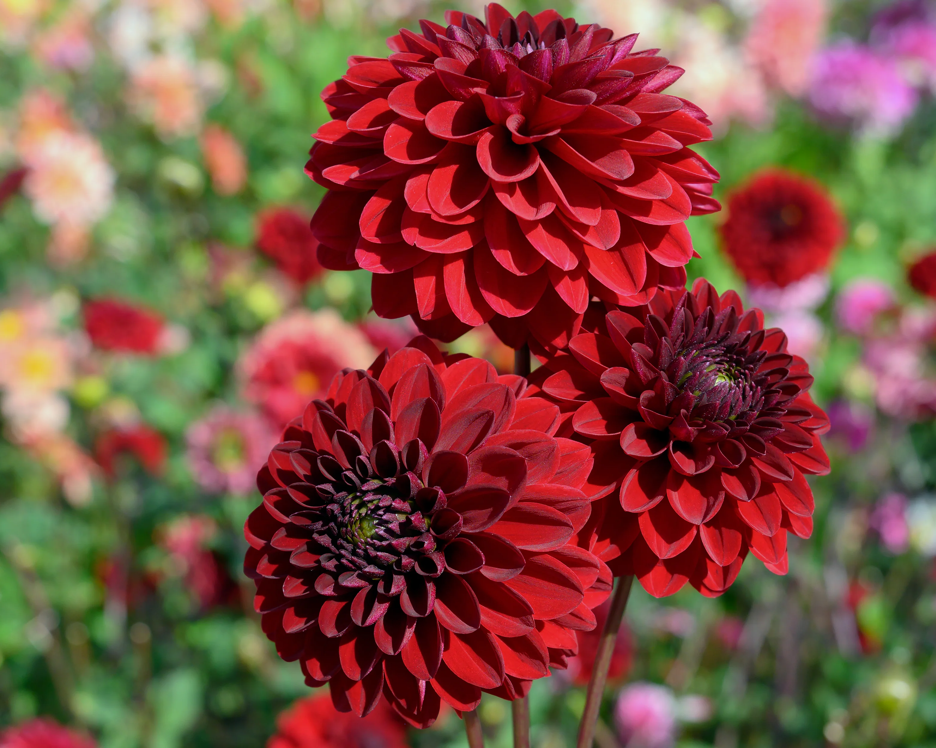 Dahlia 'Night Queen' - Image 4