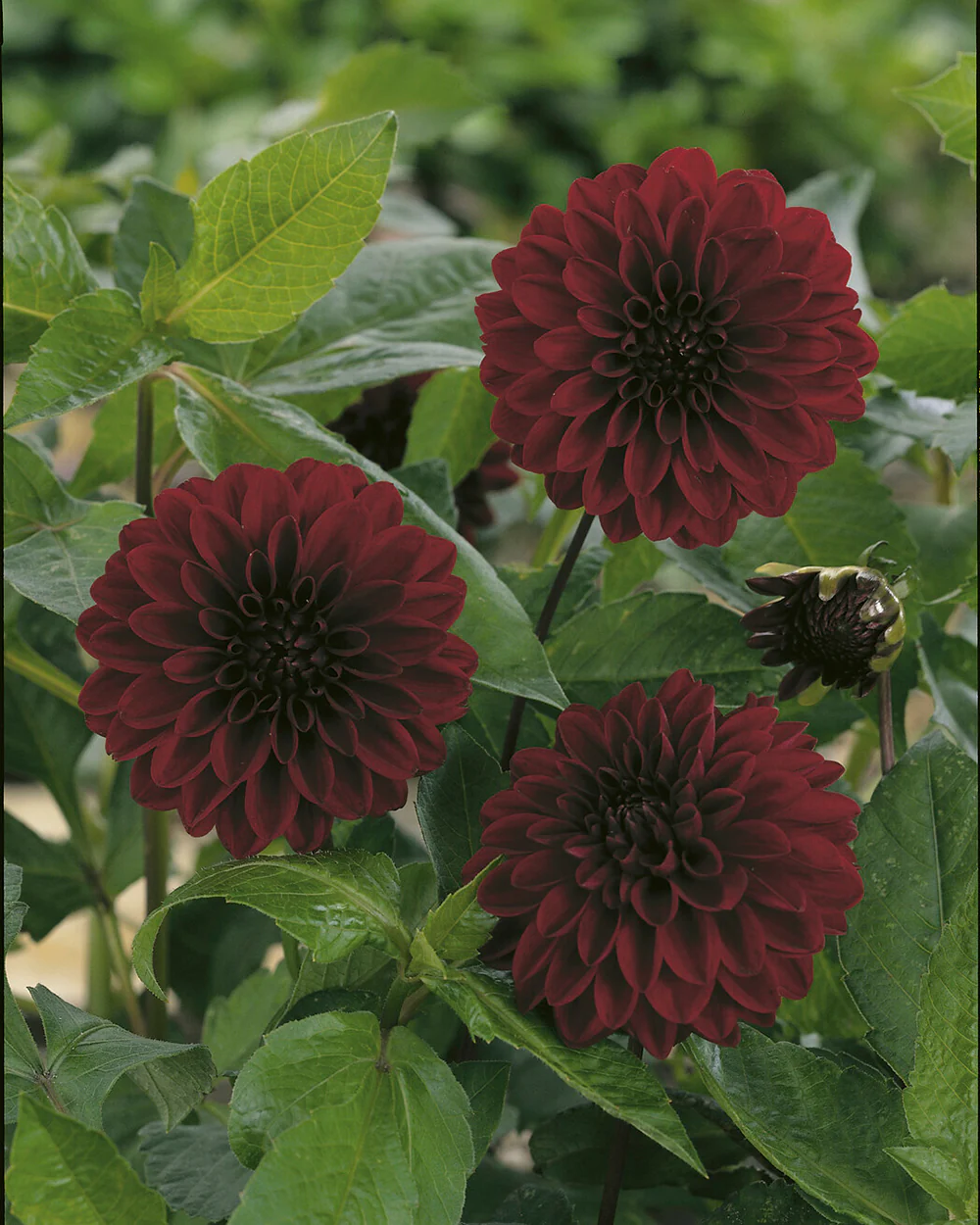 Dahlia 'Night Queen' - Image 5