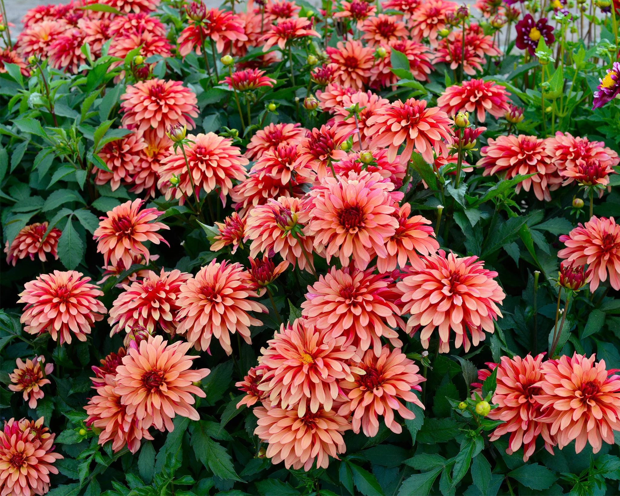 Dahlia 'Art Deco' - Image 3