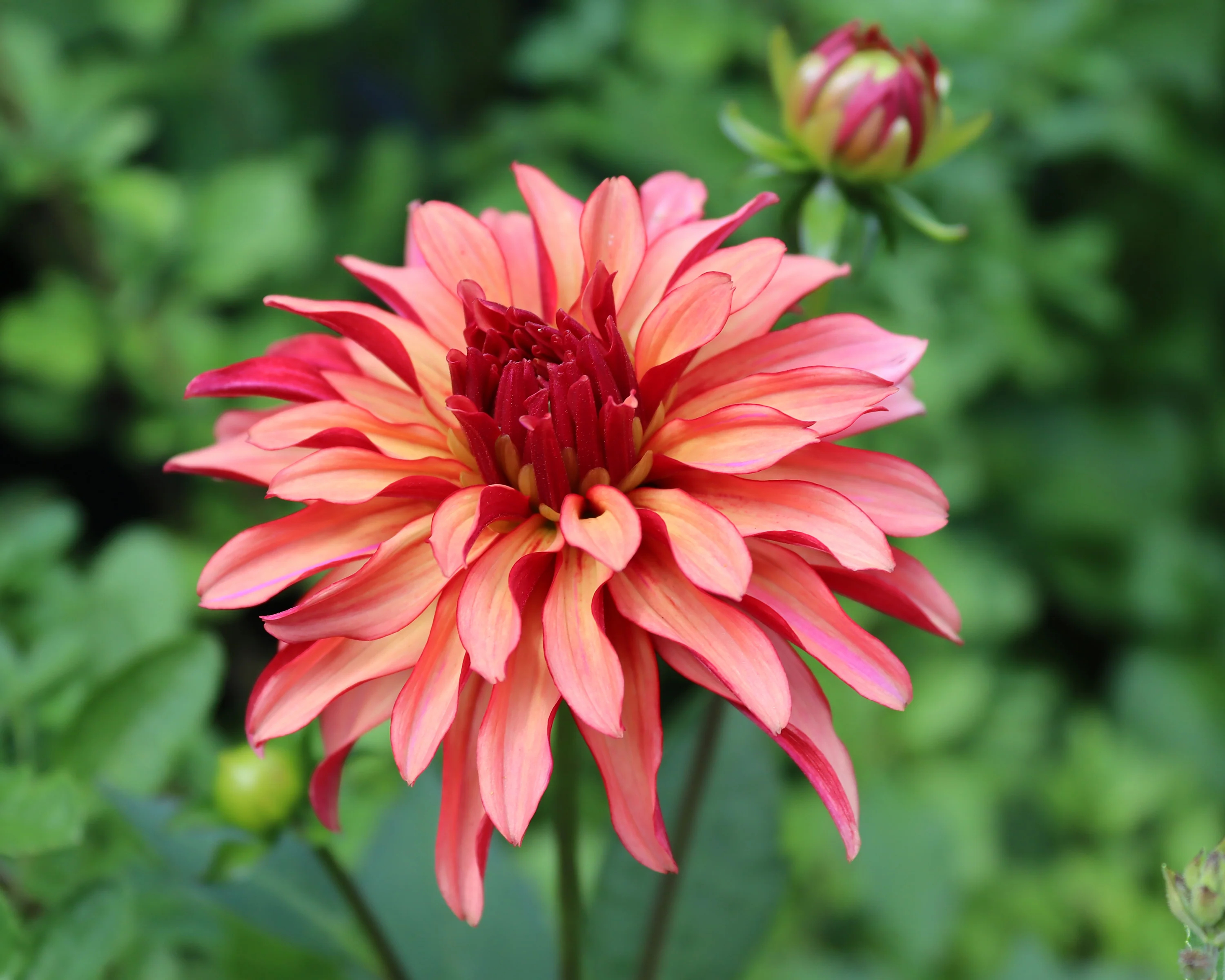 Dahlia 'Art Deco' - Image 4