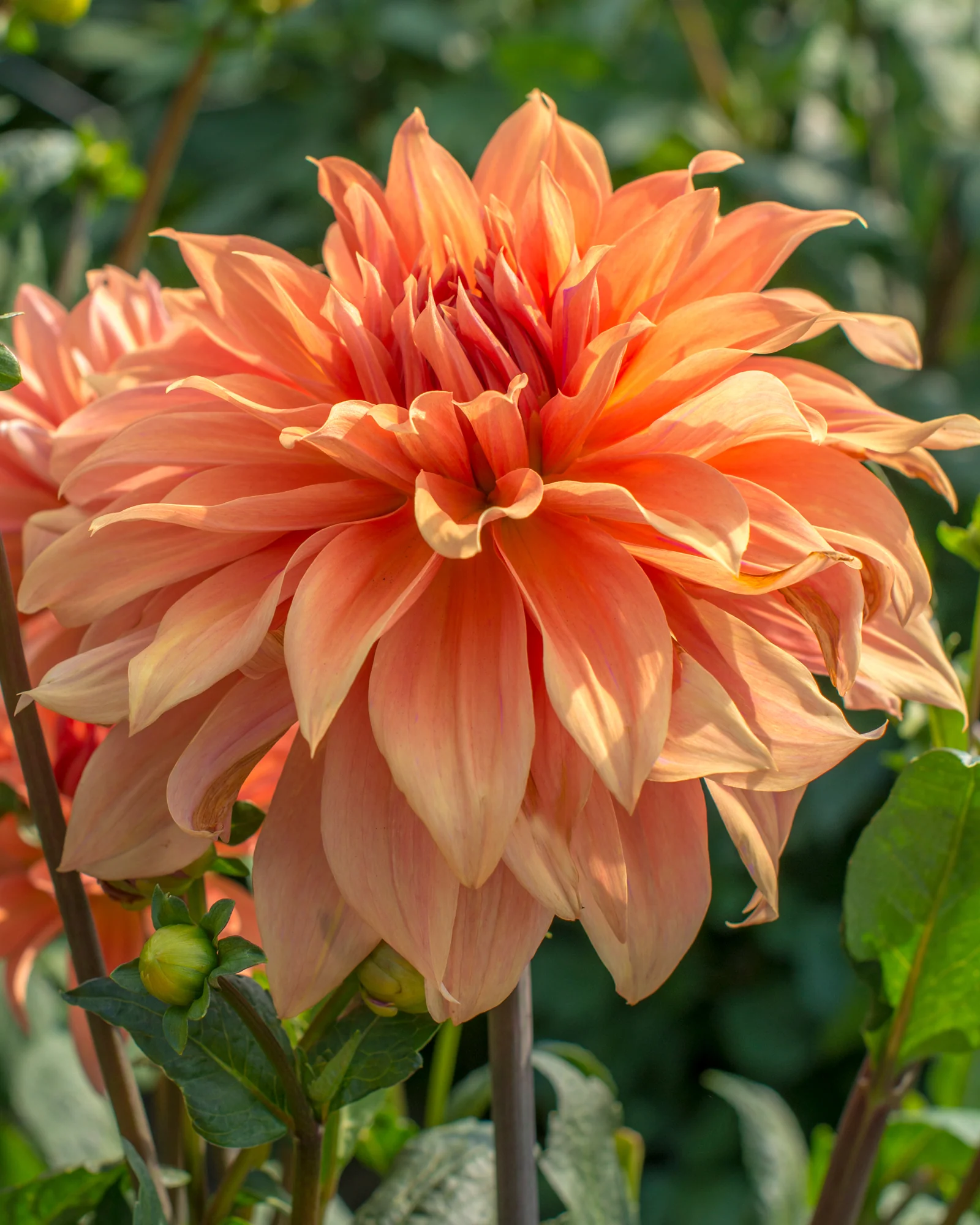 Dahlia 'Babylon Bronze' - Image 2