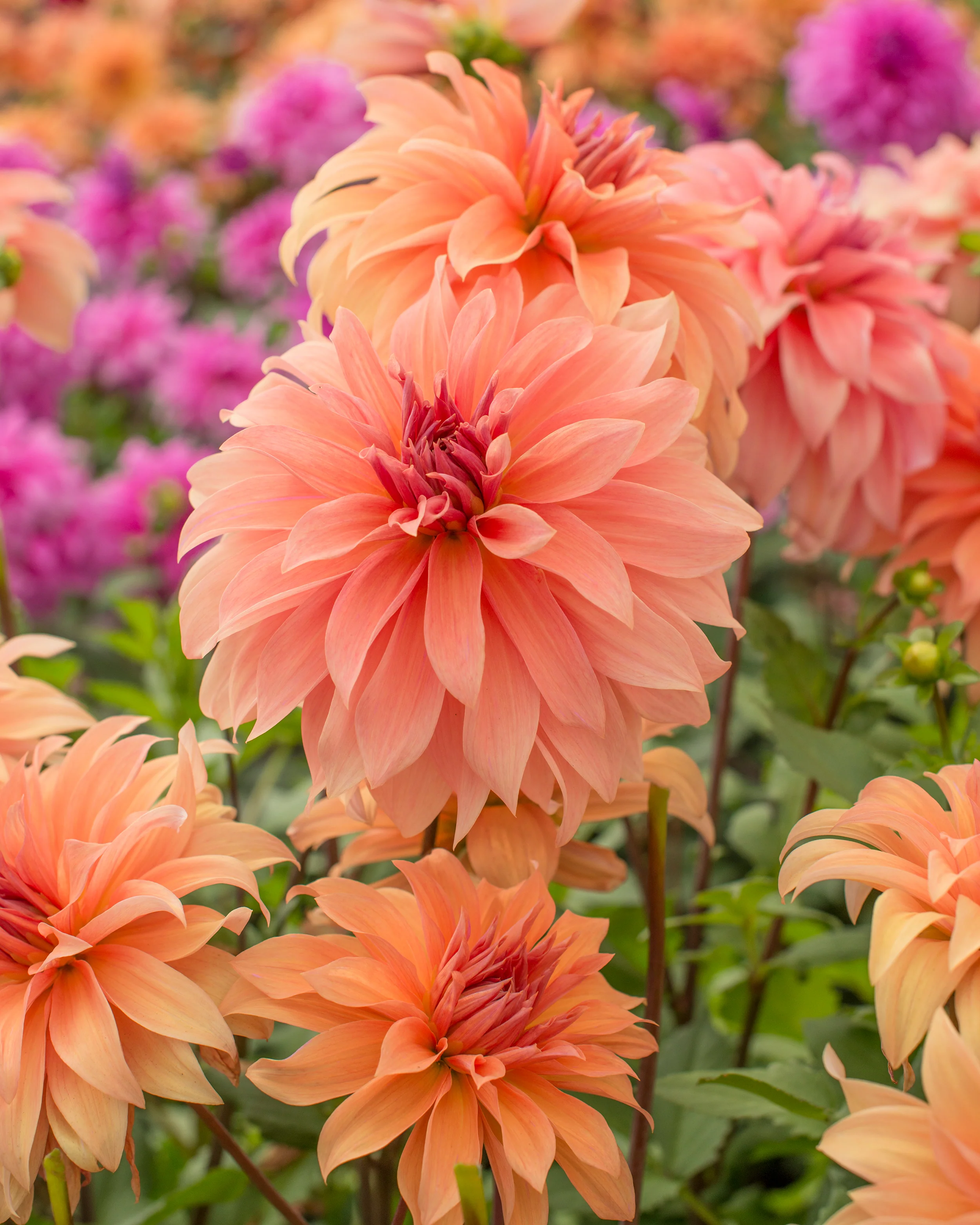 Dahlia 'Babylon Bronze' - Image 3
