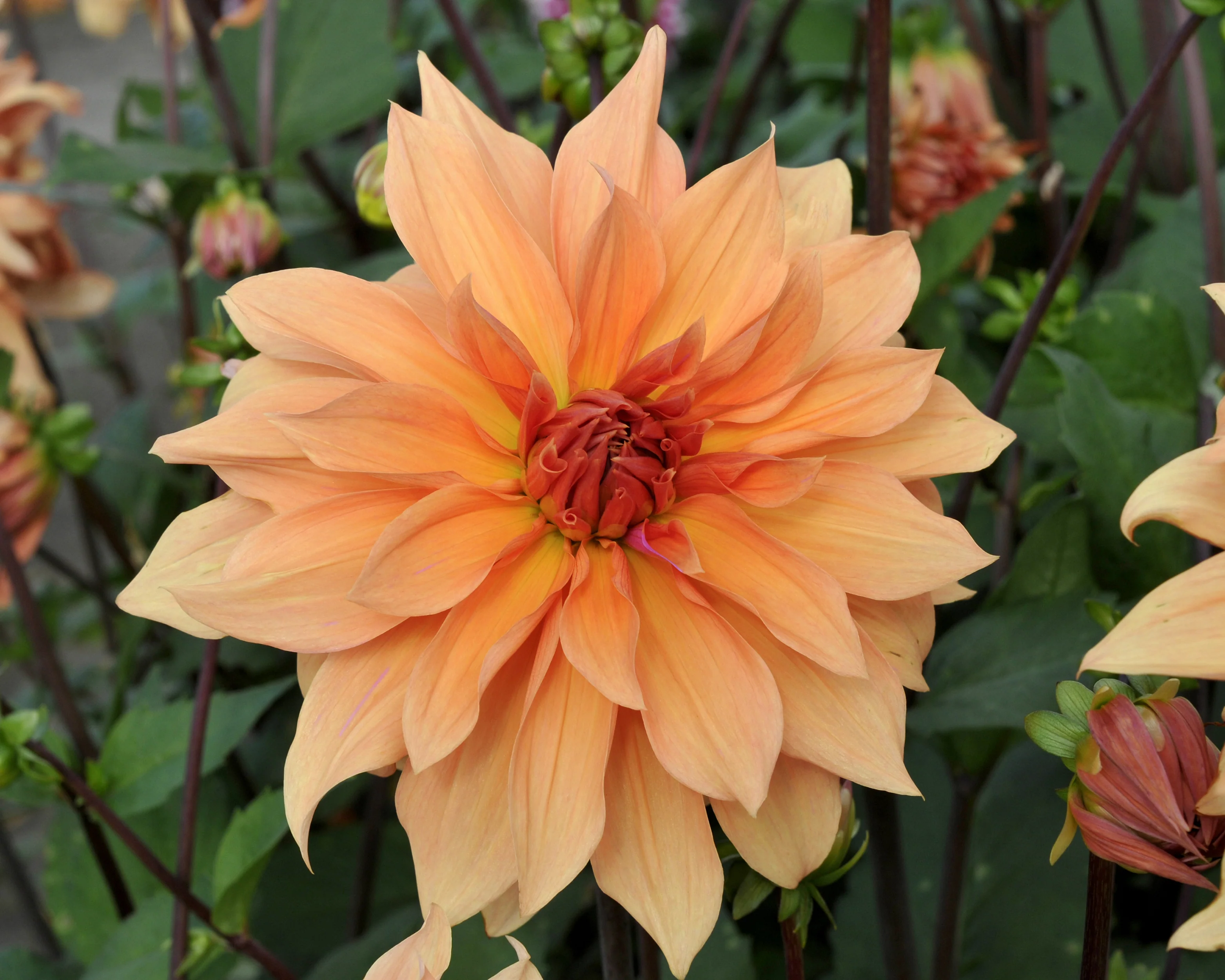 Dahlia 'Babylon Bronze' - Image 4