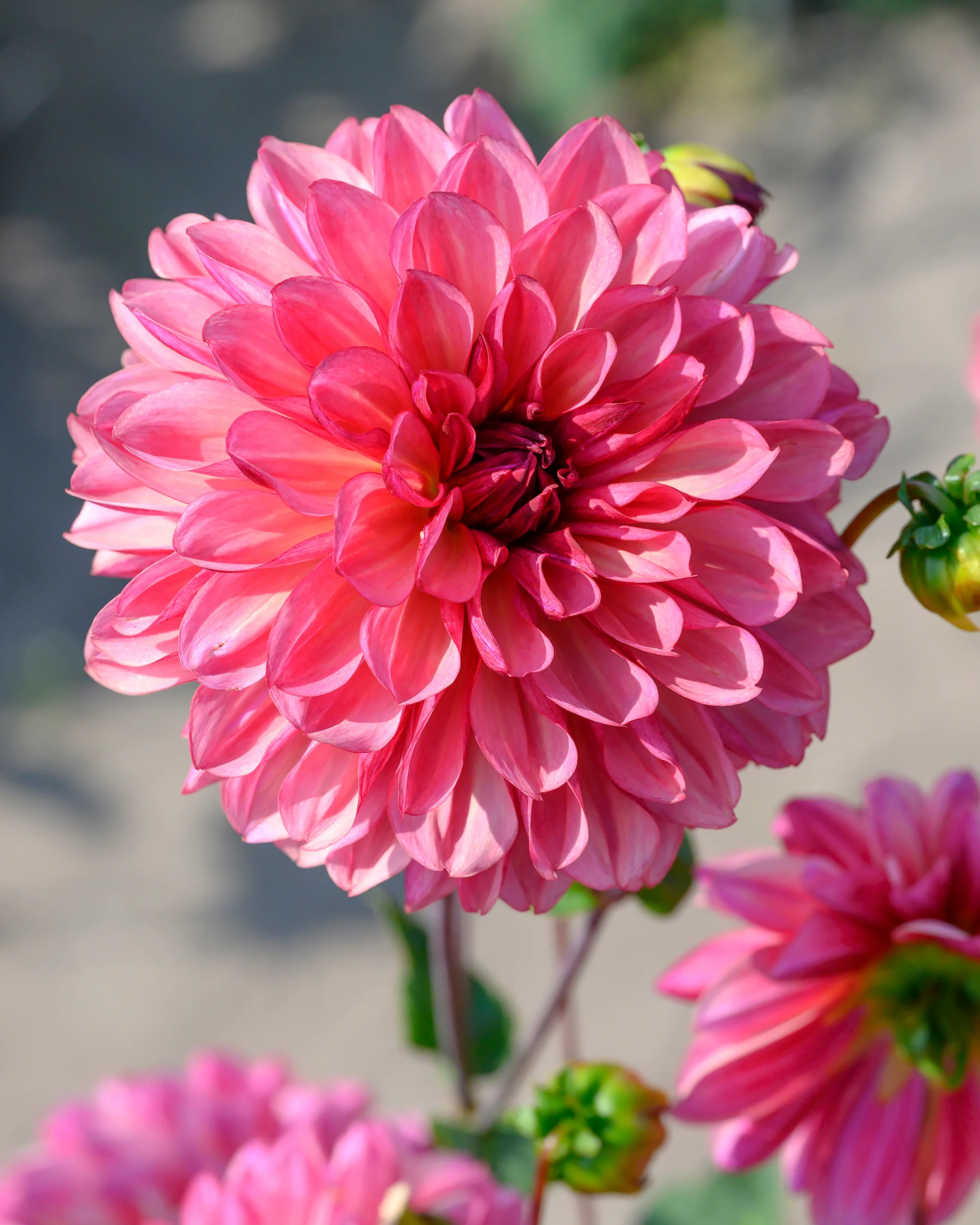 Dahlia 'Bacardi' - Image 4