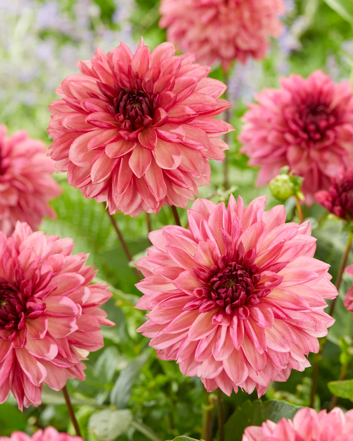 Dahlia 'Bacardi' - Image 5