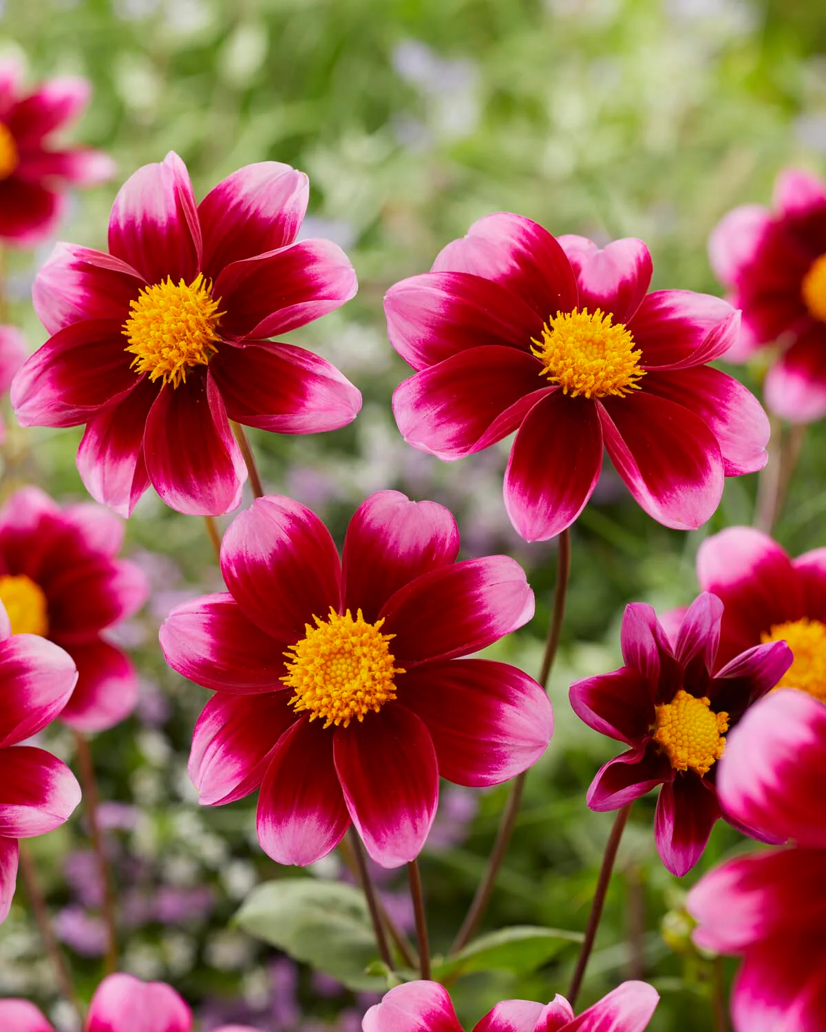 Dahlia 'Bashful' - Image 3
