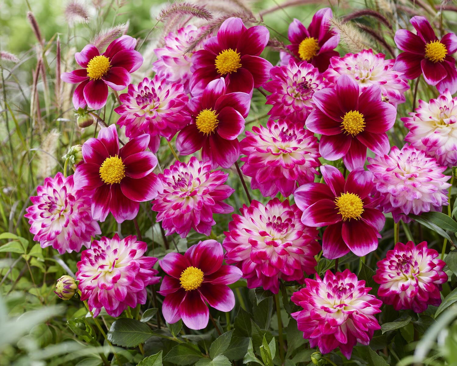 Dahlia 'Bashful' - Image 4