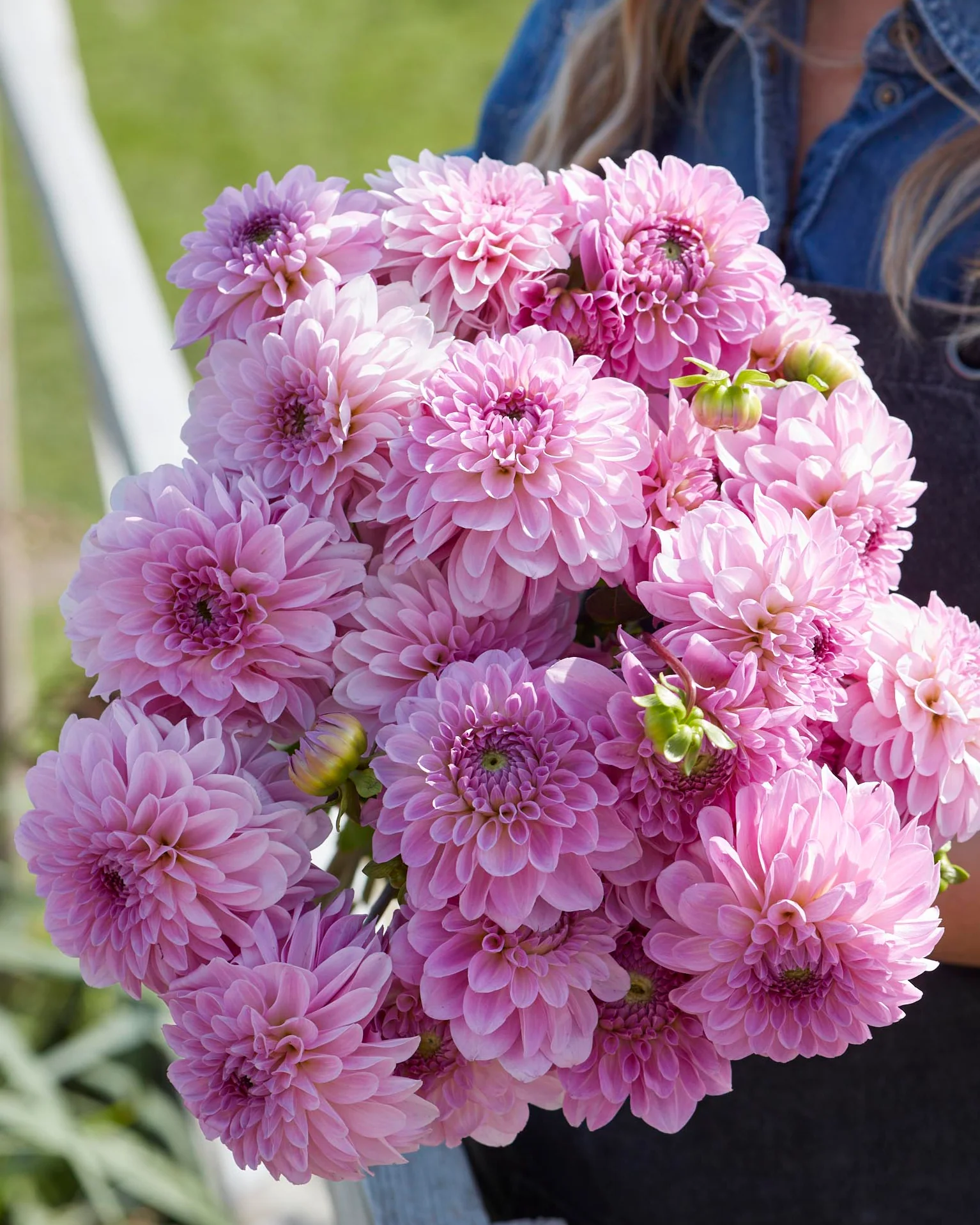 Dahlia 'Bazuin Lavender'