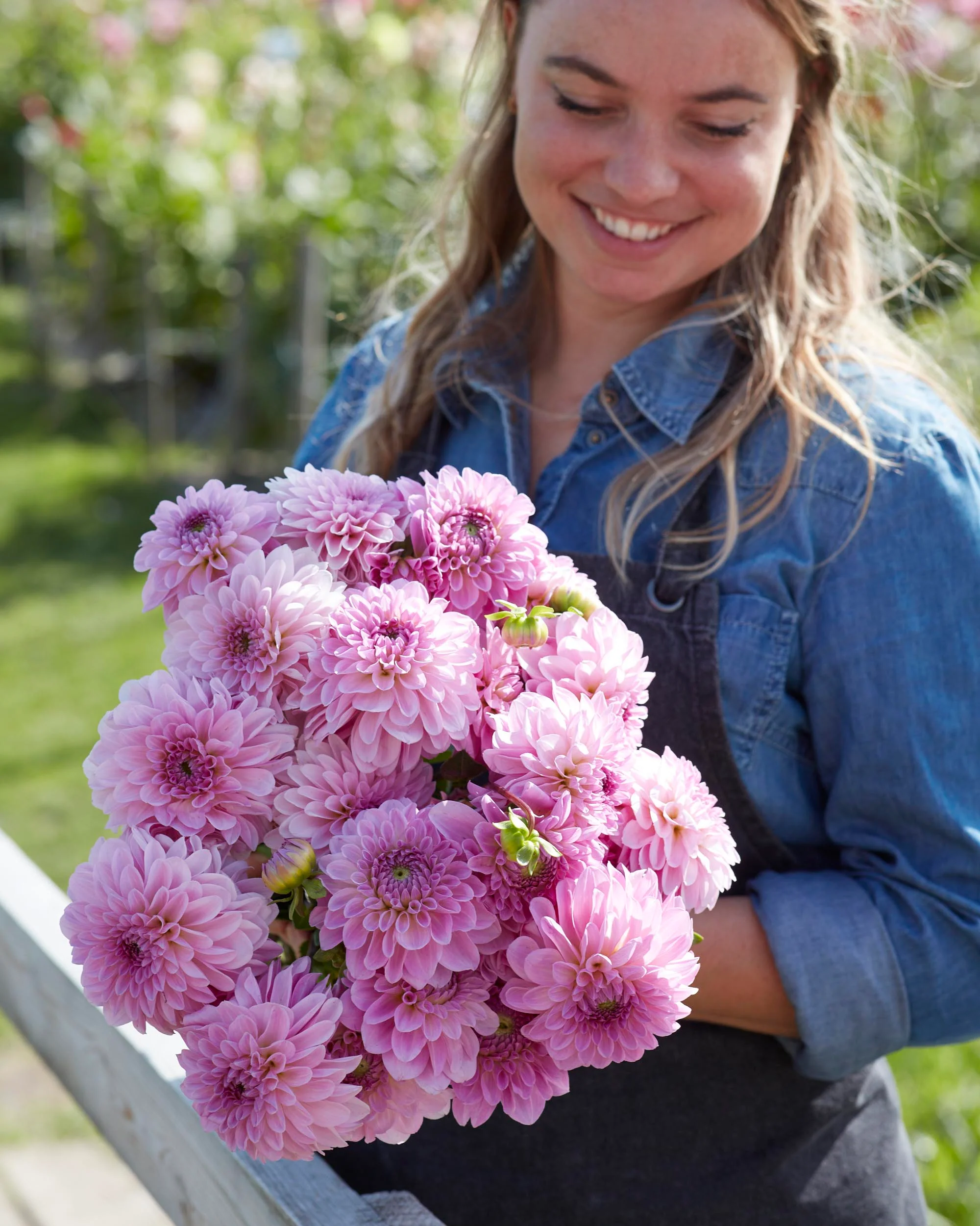Dahlia 'Bazuin Lavender' - Image 2