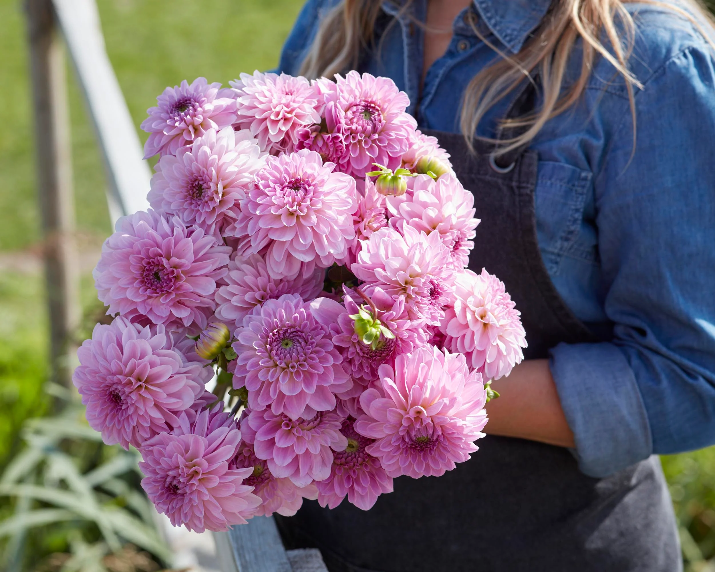 Dahlia 'Bazuin Lavender' - Image 3